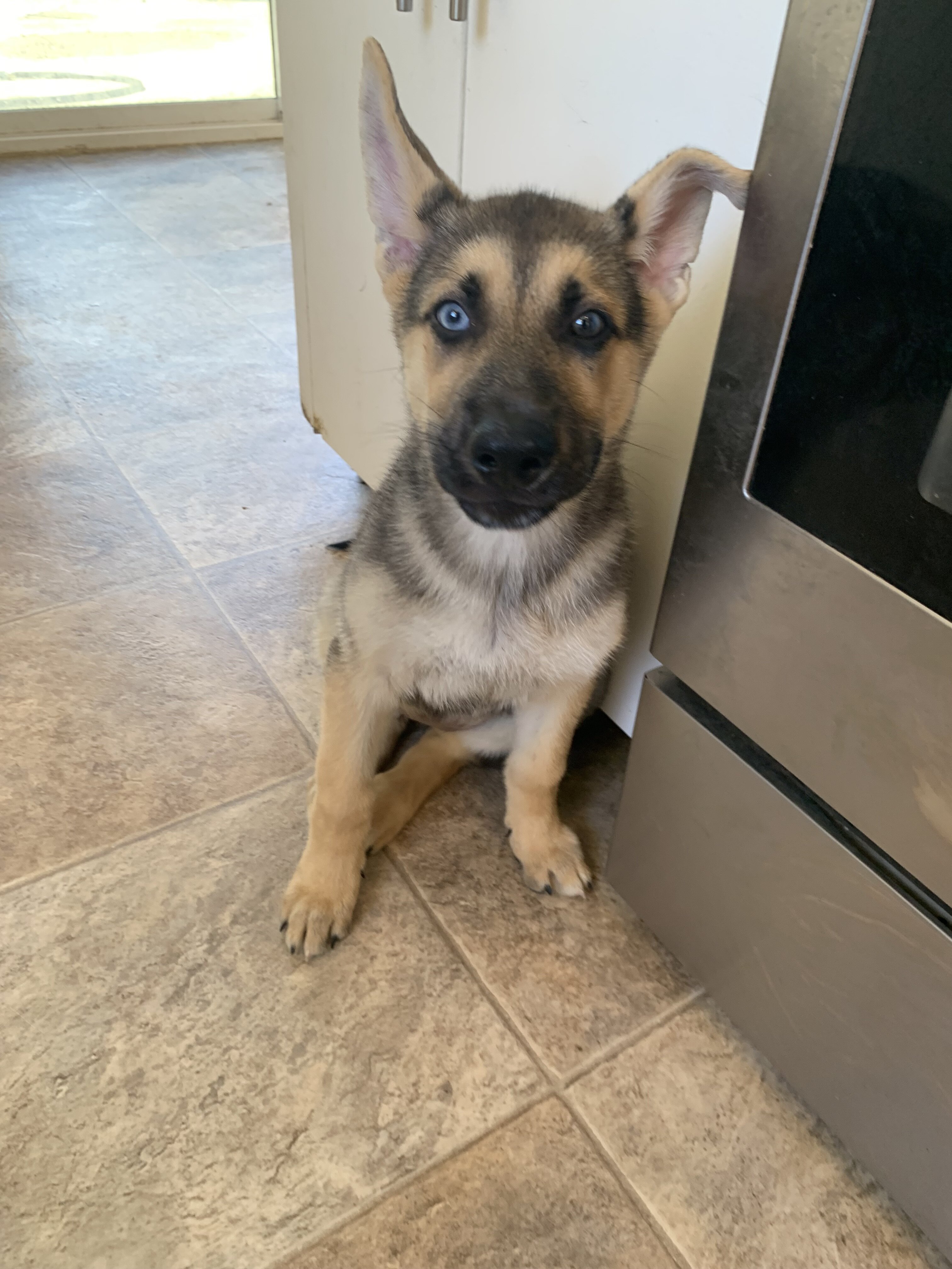 Shepsky puppies image 5