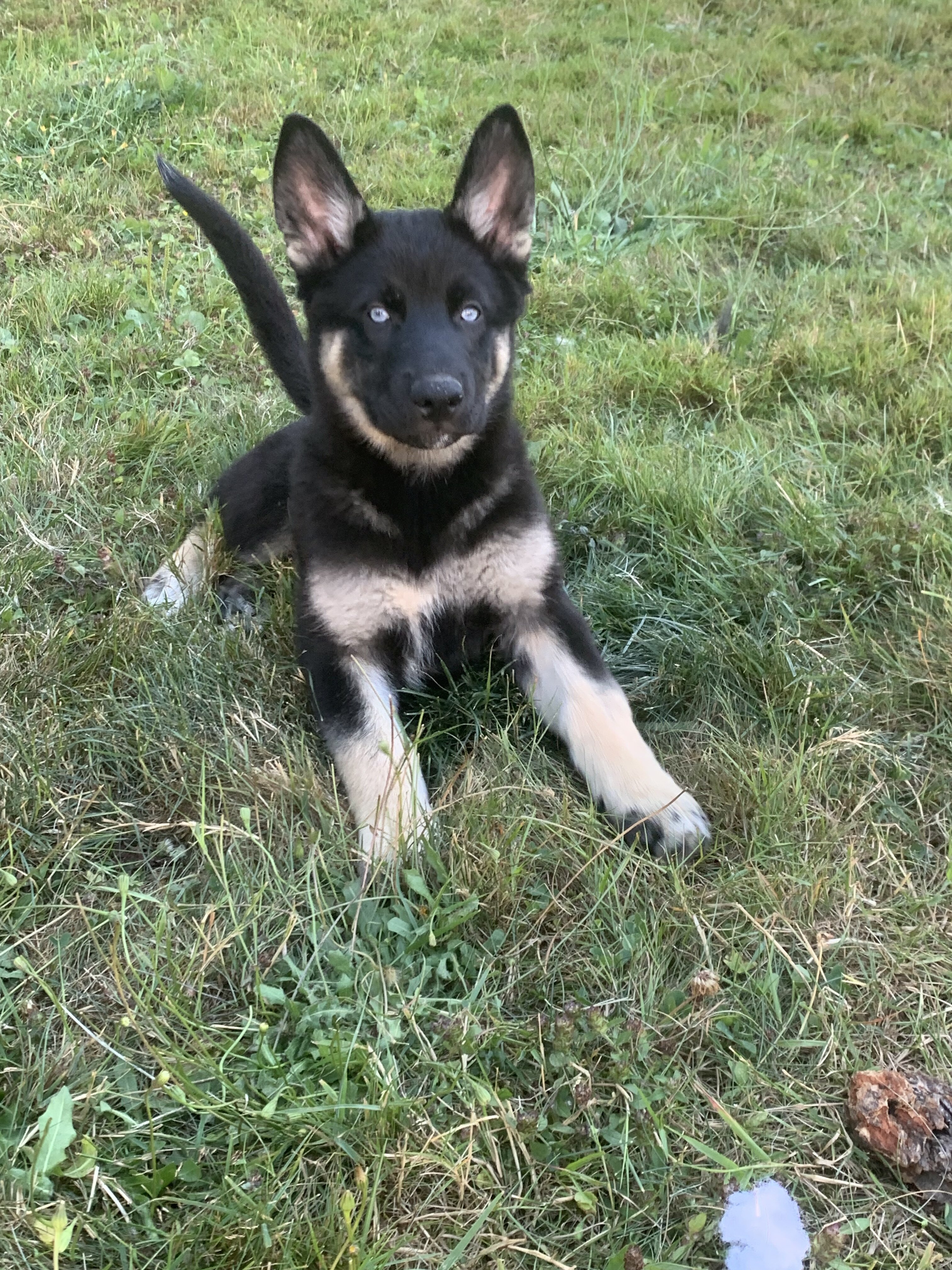 Shepsky puppies image 4