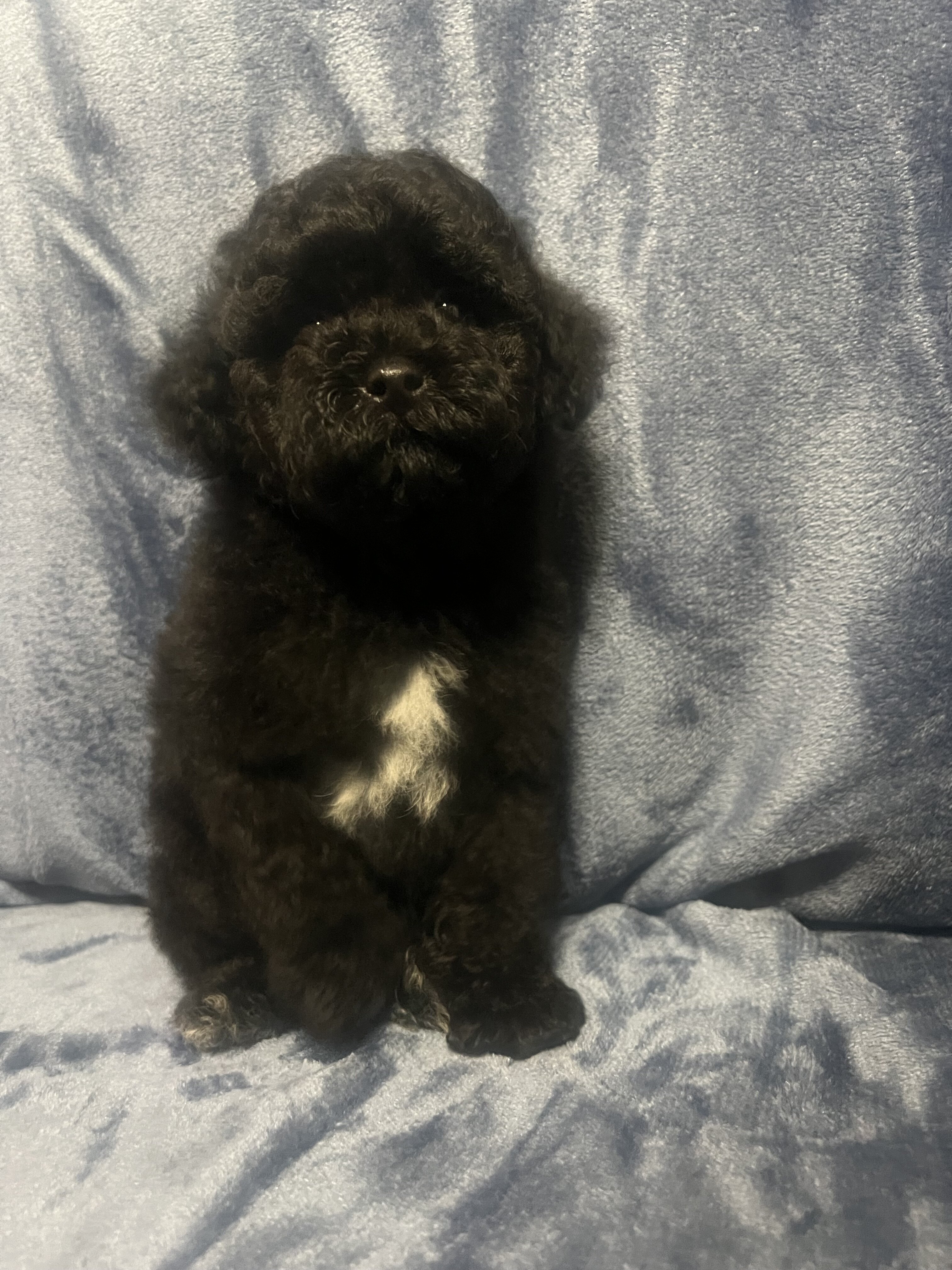 Miniature poodle puppy image 7