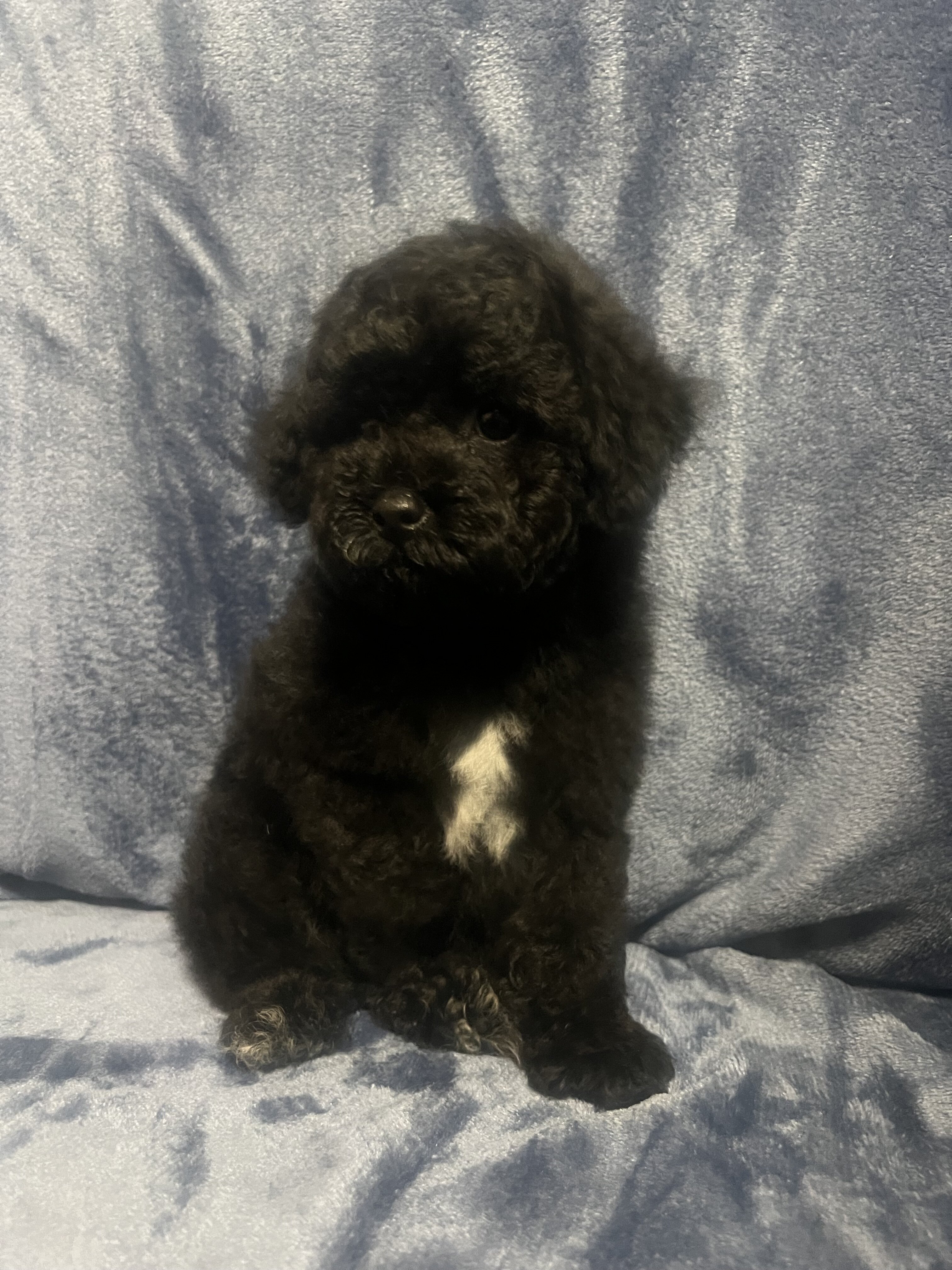 Miniature poodle puppy image 5