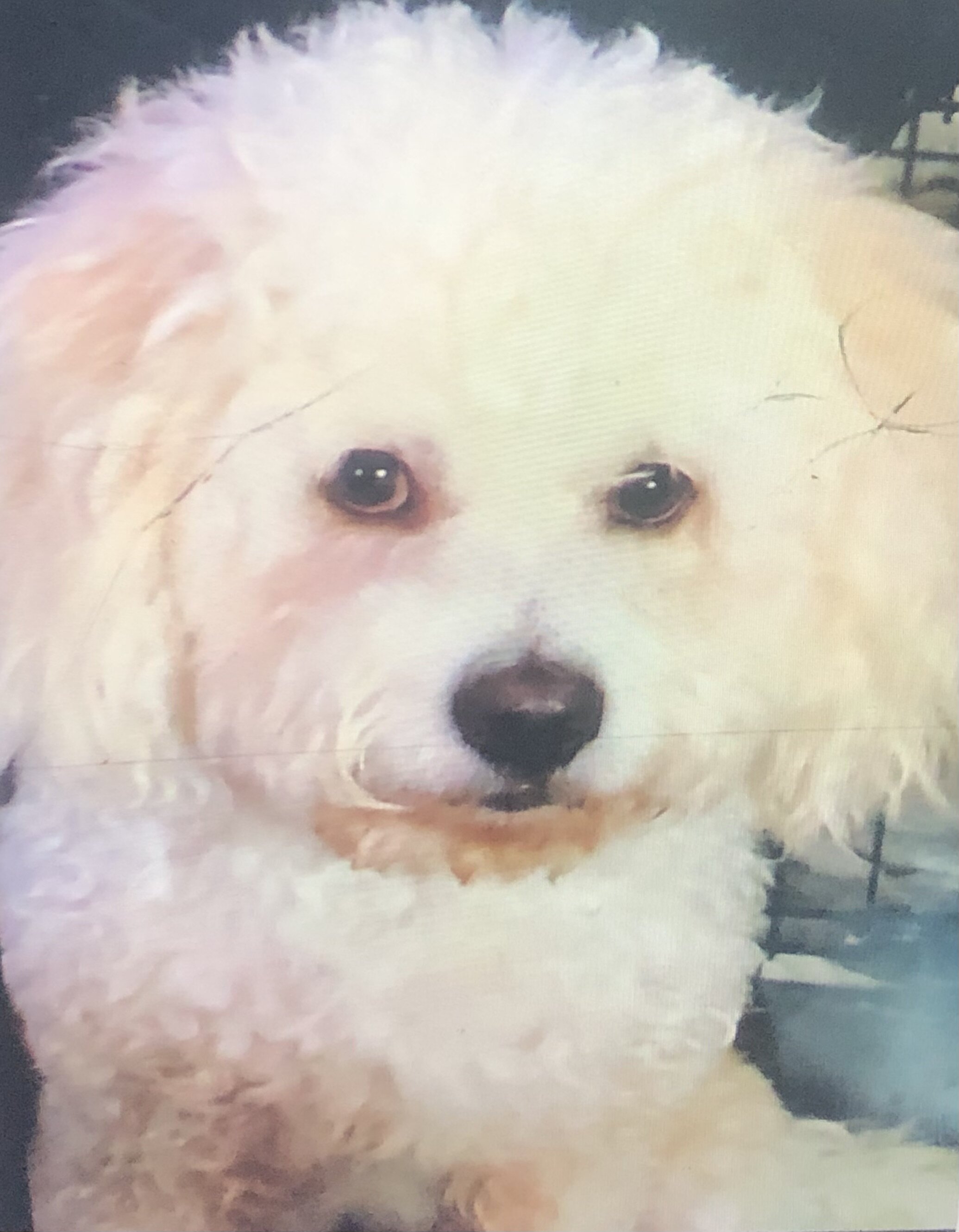 Rehoming Dog image 1