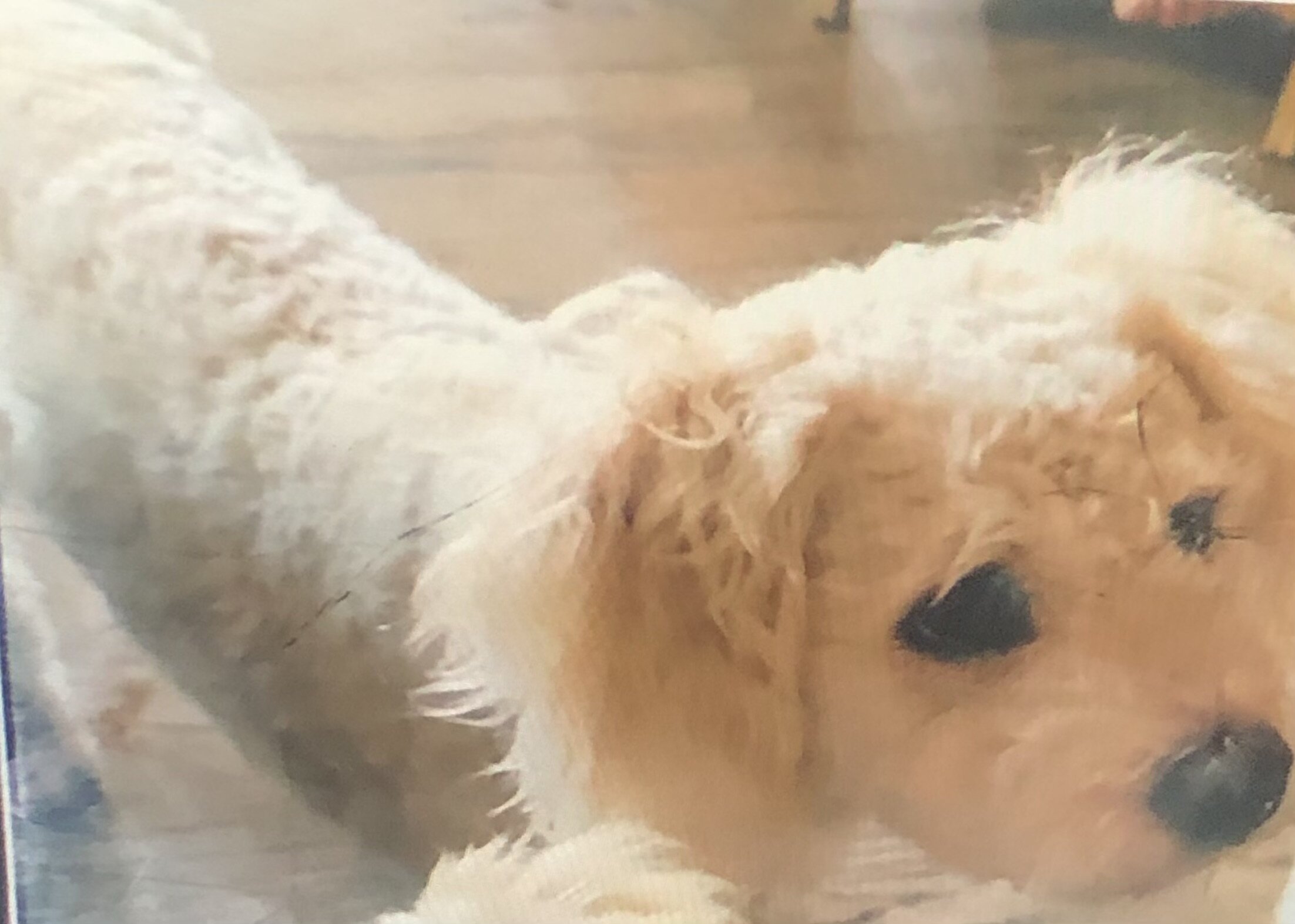 Rehoming Dog image 3