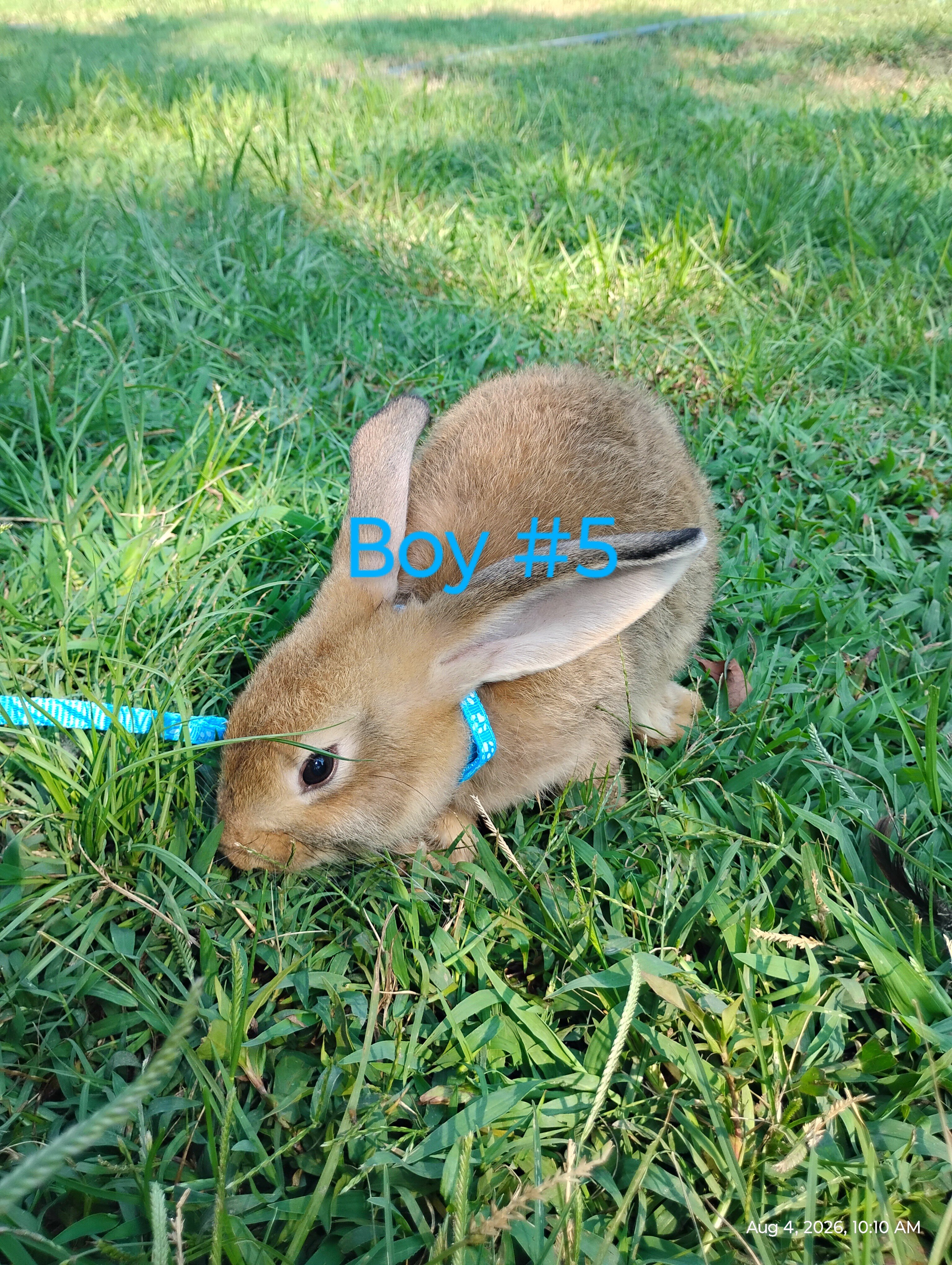 Flemish Giant bunnies image 5