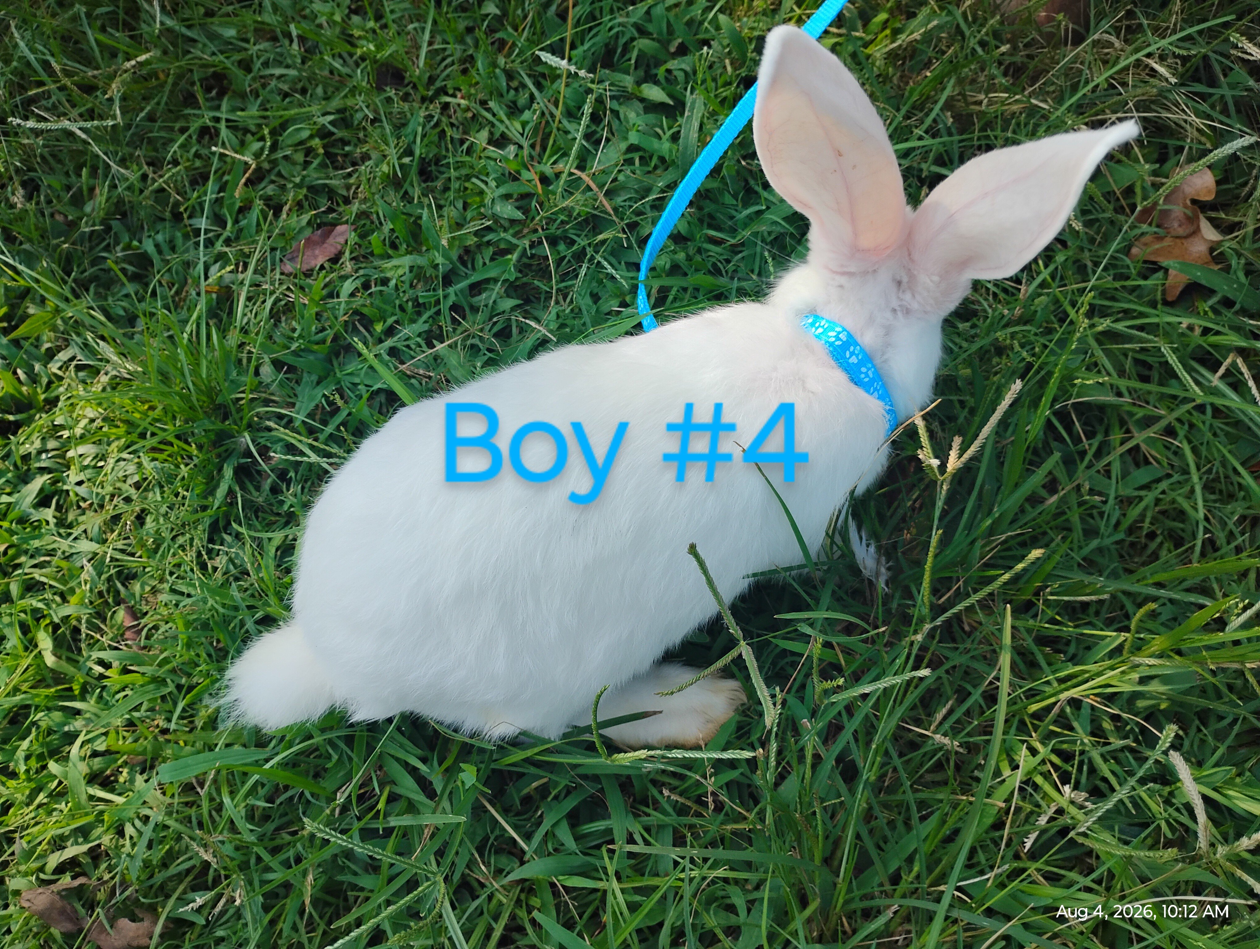 Flemish Giant bunnies image 7