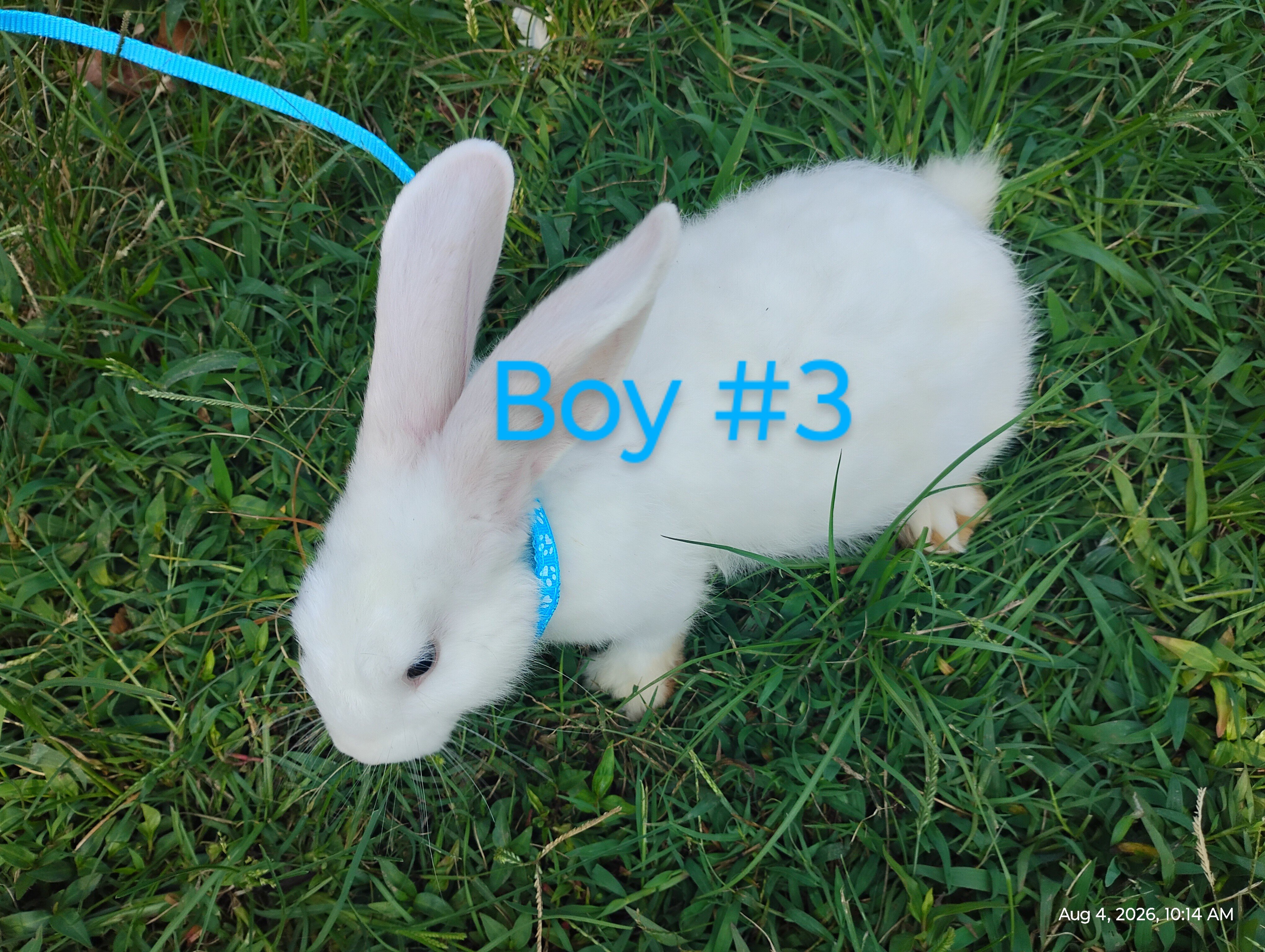 Flemish Giant bunnies image 8