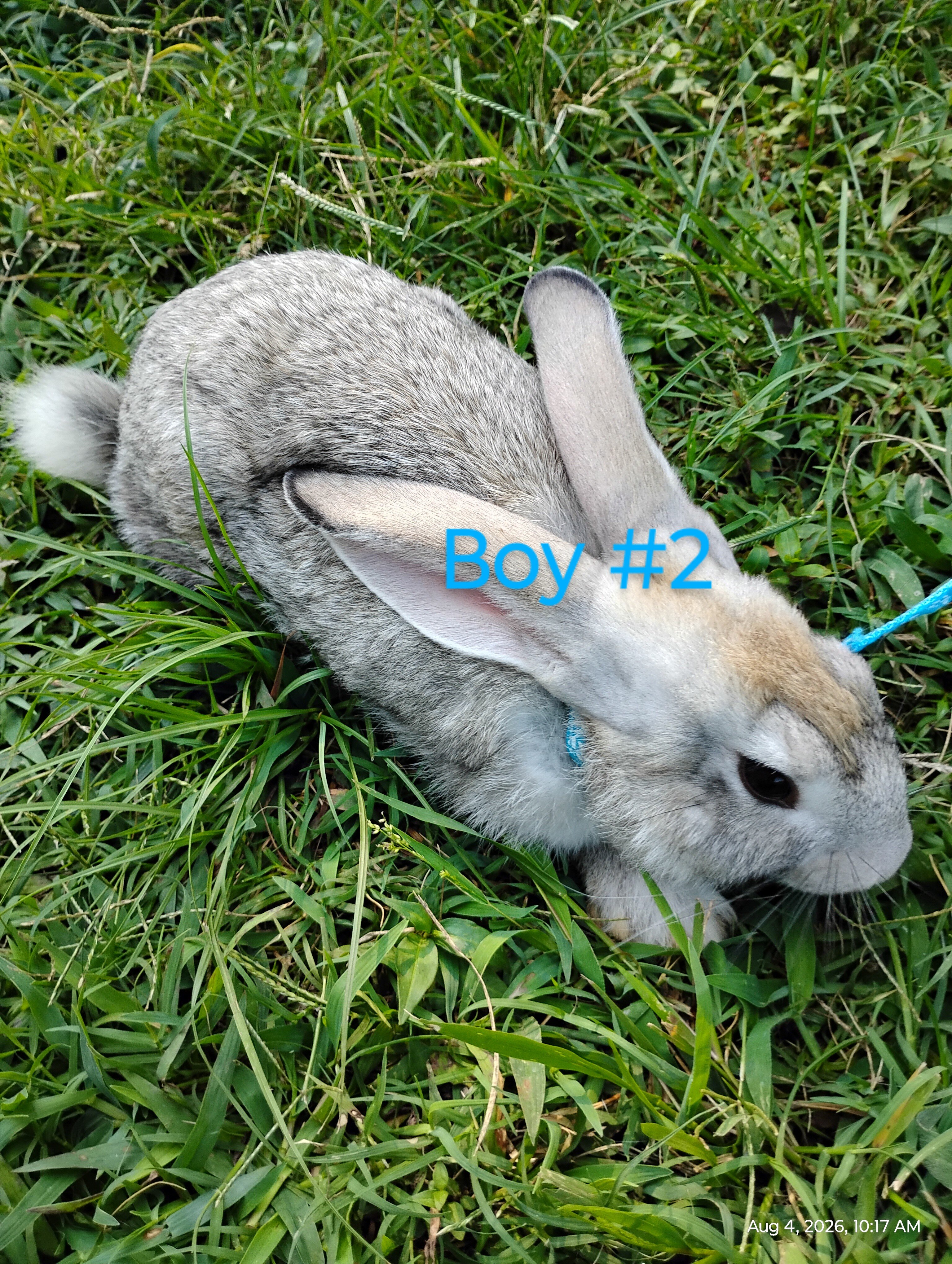 Flemish Giant bunnies image 6