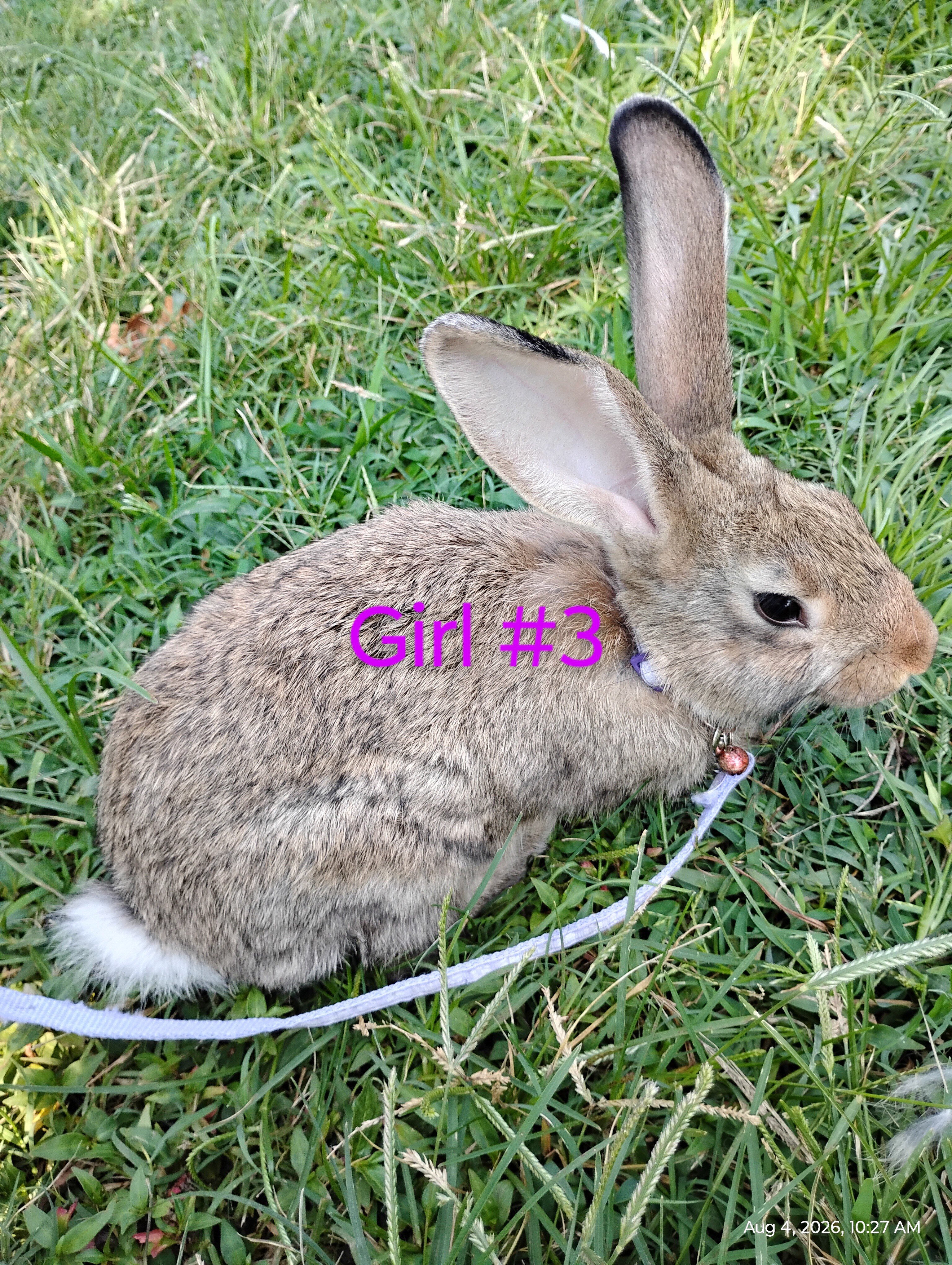 Flemish Giant bunnies image 3