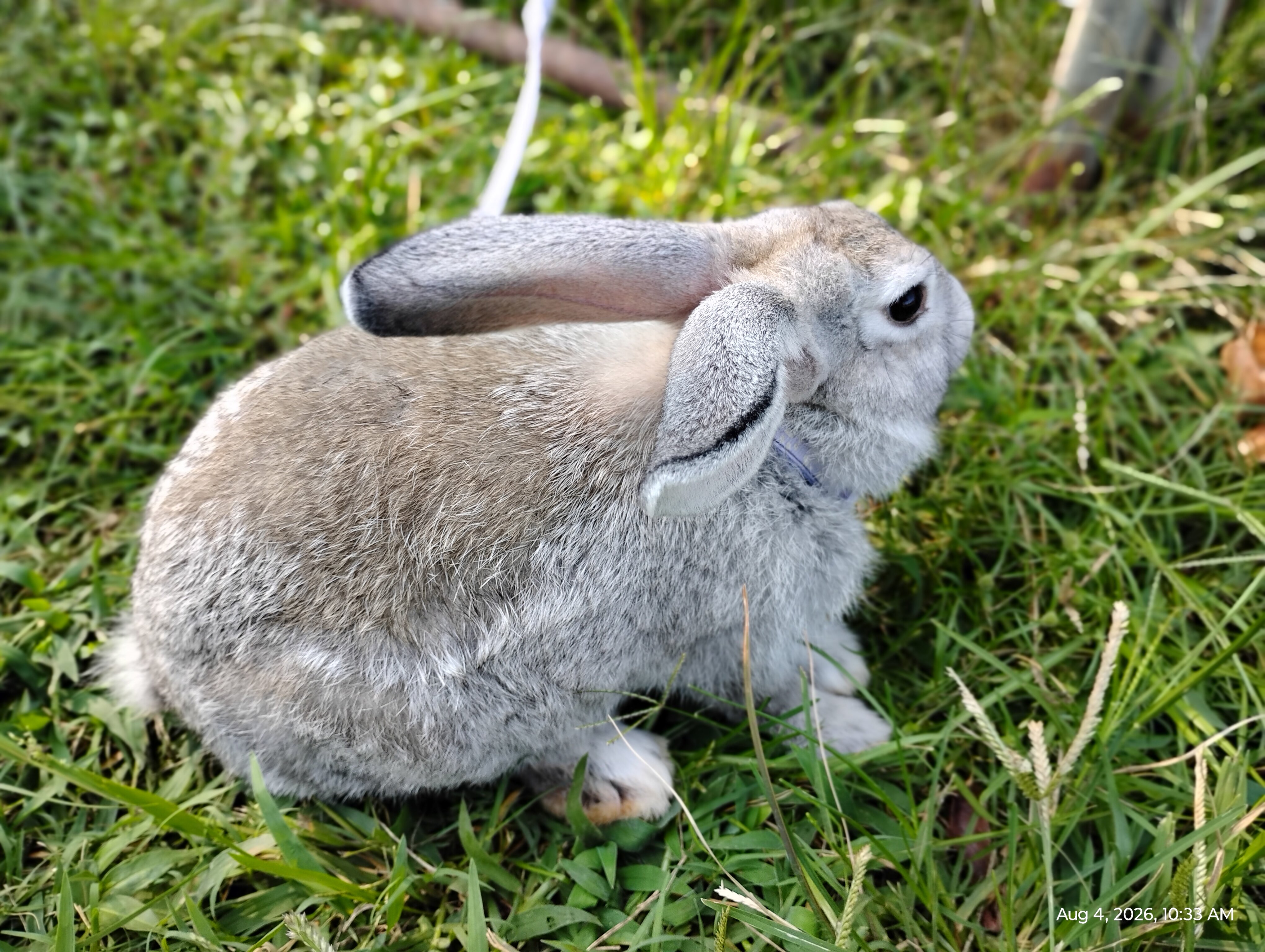 Flemish Giant bunnies image 2