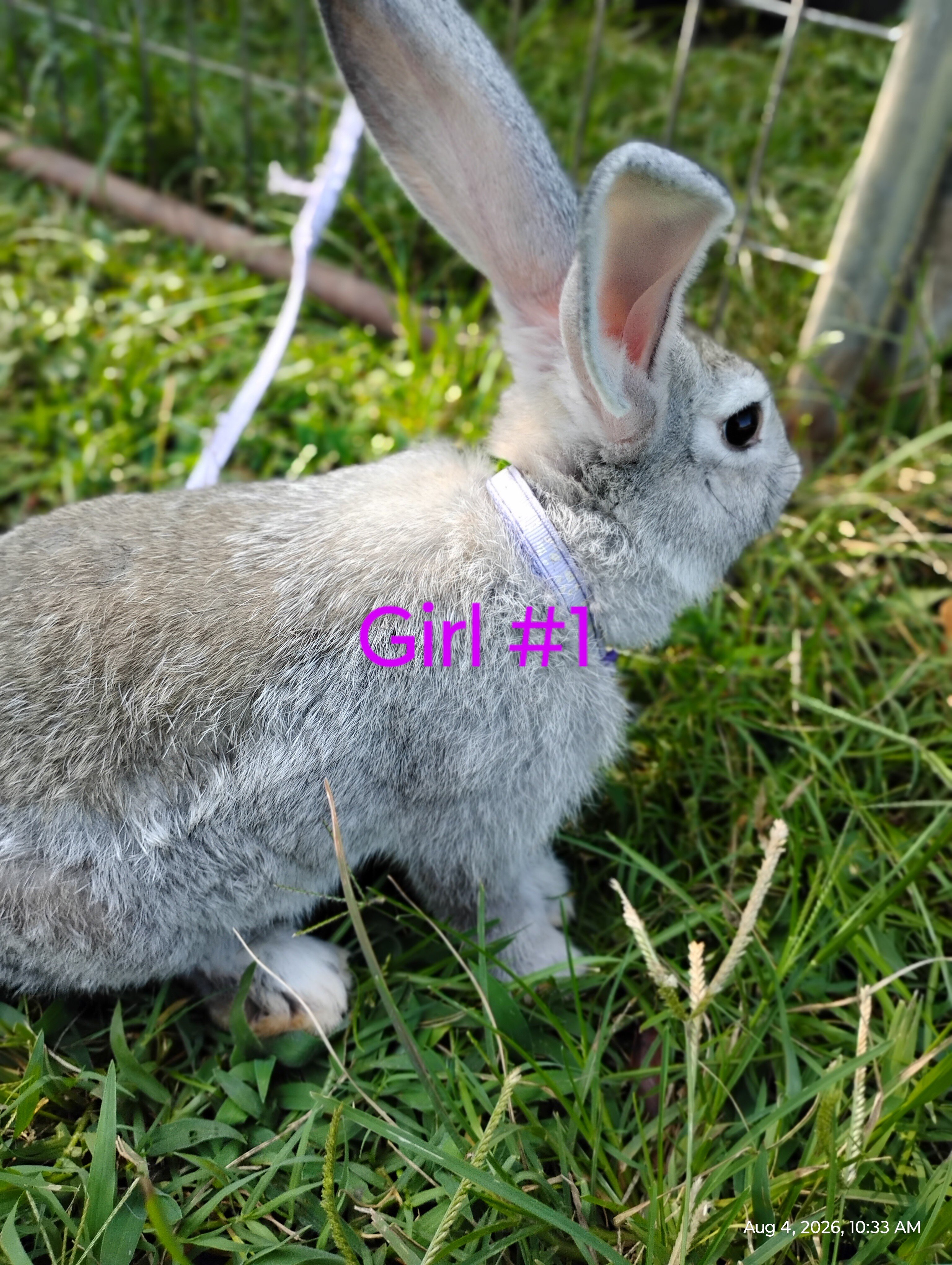 Flemish Giant bunnies image 1