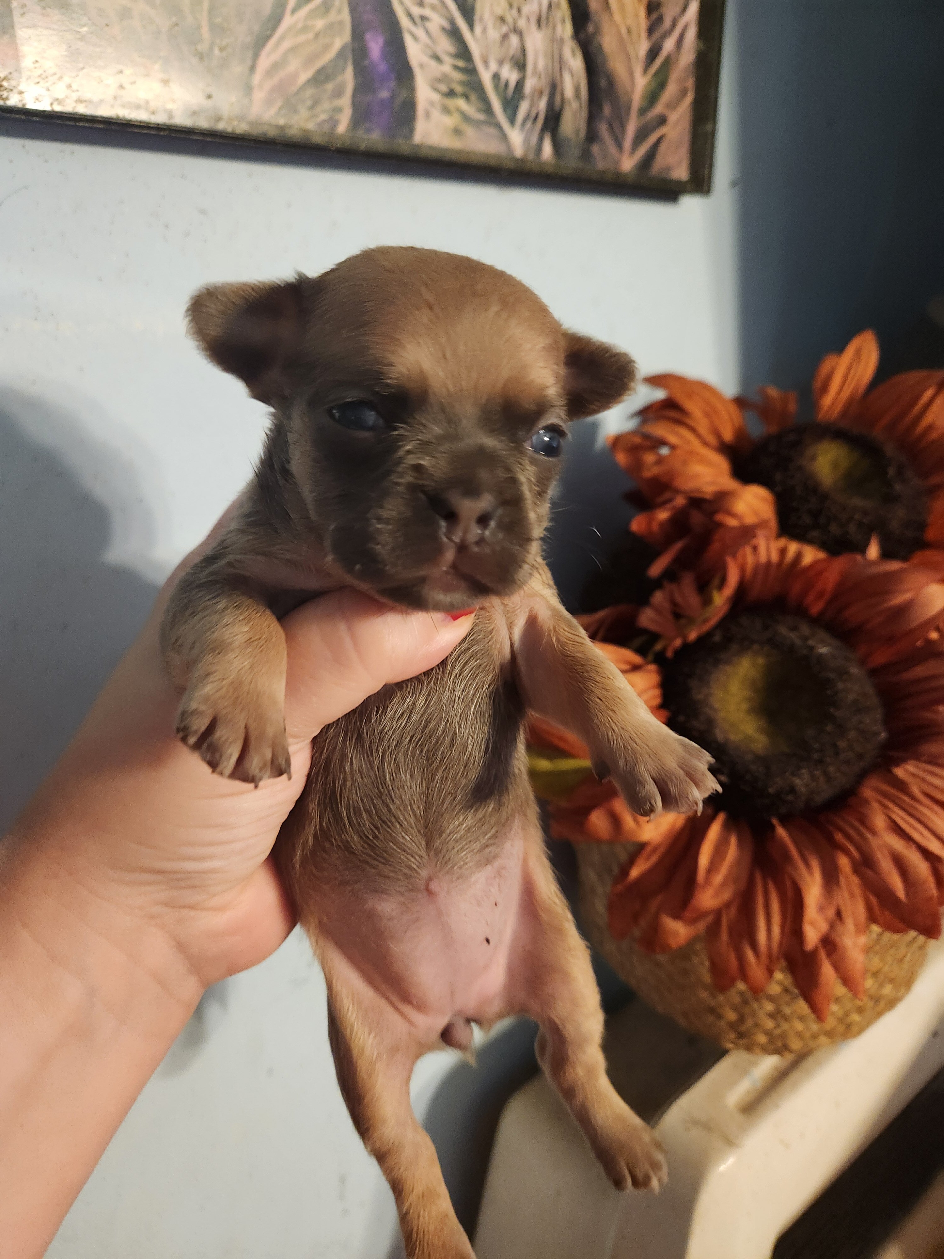 French Bullhuahua image 3