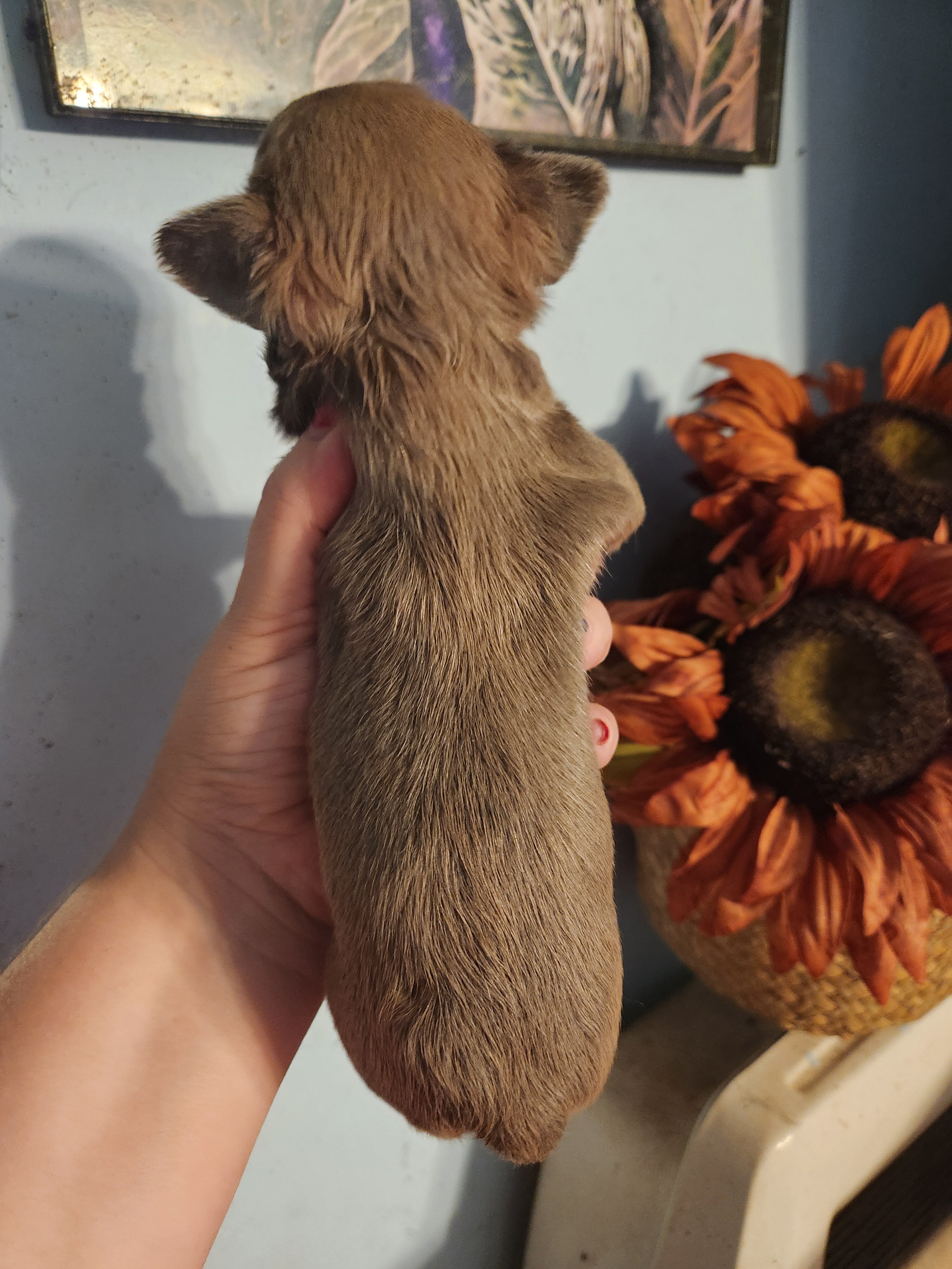 French Bullhuahua image 4