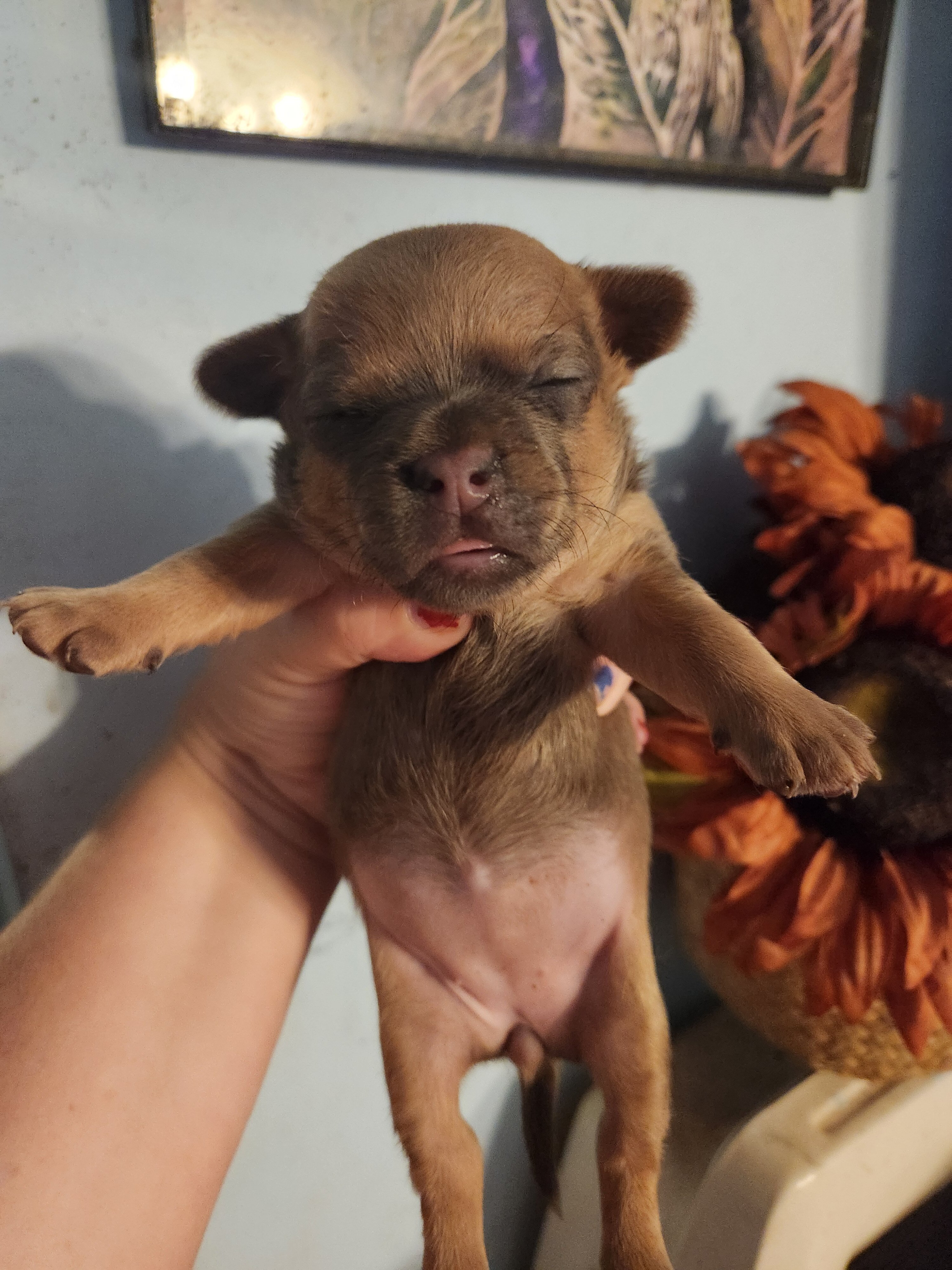 French Bullhuahua 2 image 3