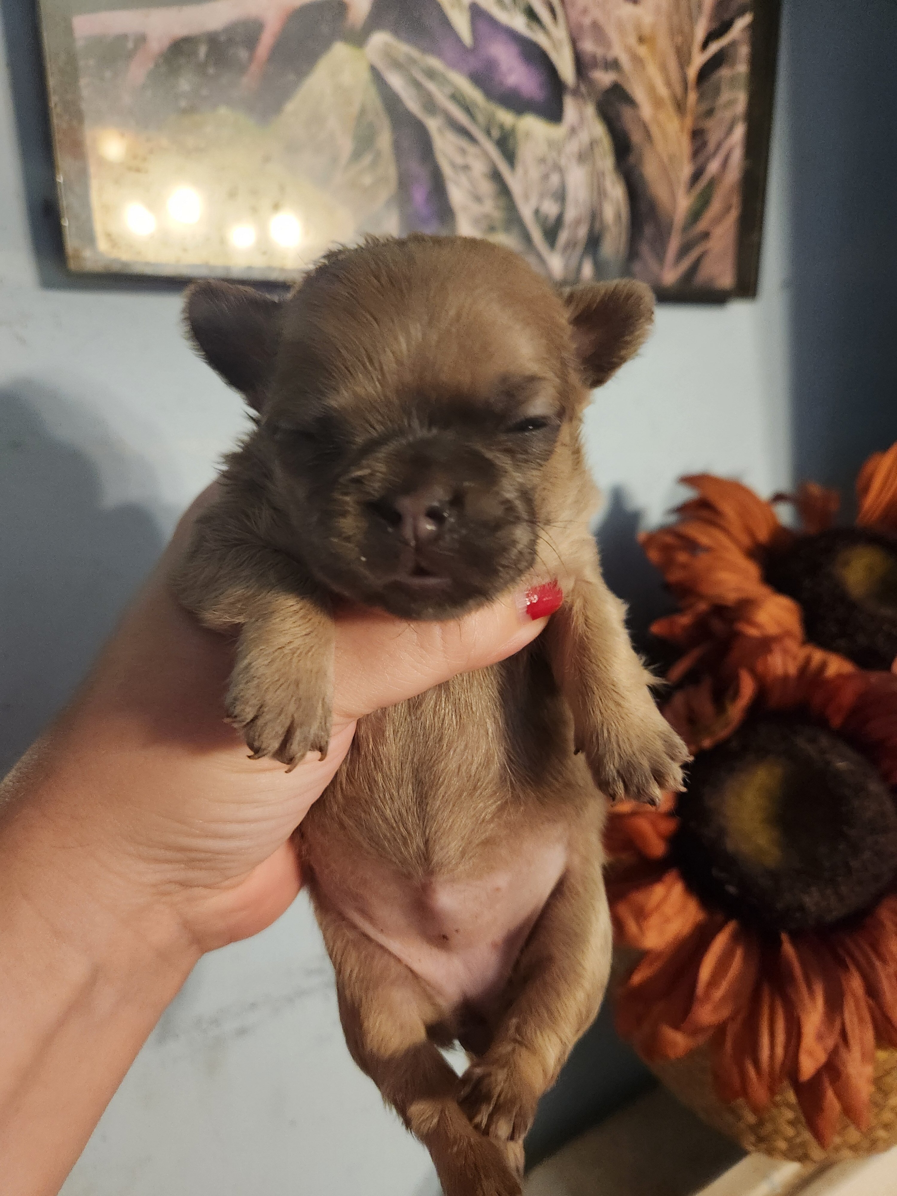 French Bullhuahua 3 image 3