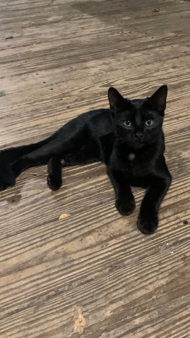 1 sweet black kitten looking for his furever home! image 2