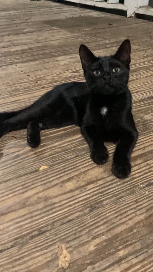1 sweet black kitten looking for his furever home! image 1