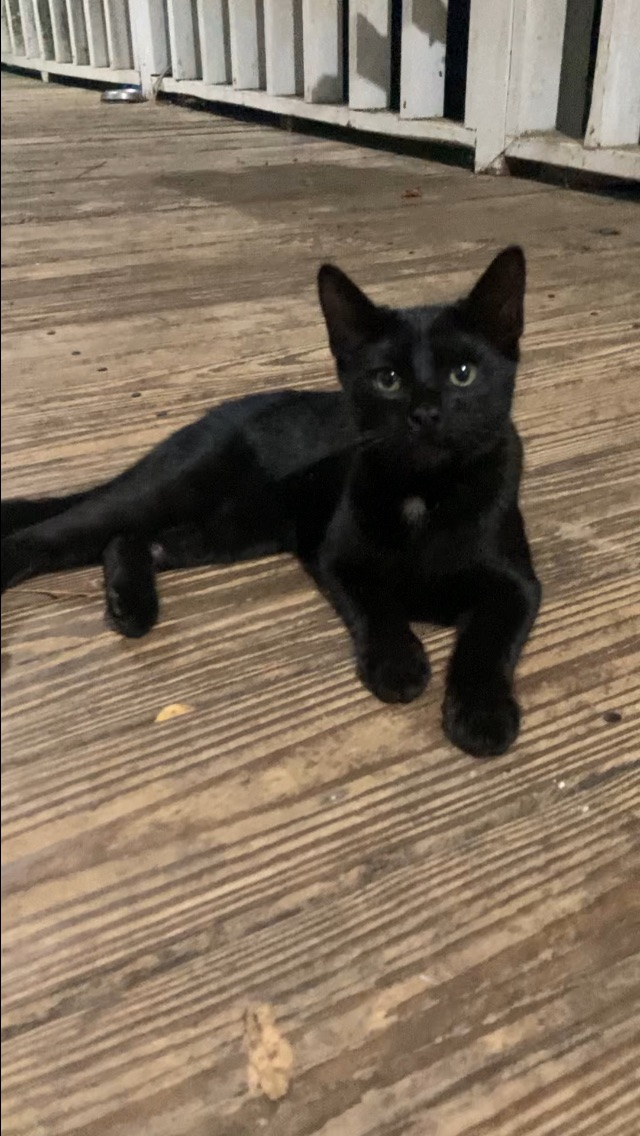1 sweet black kitten looking for his furever home! image 5