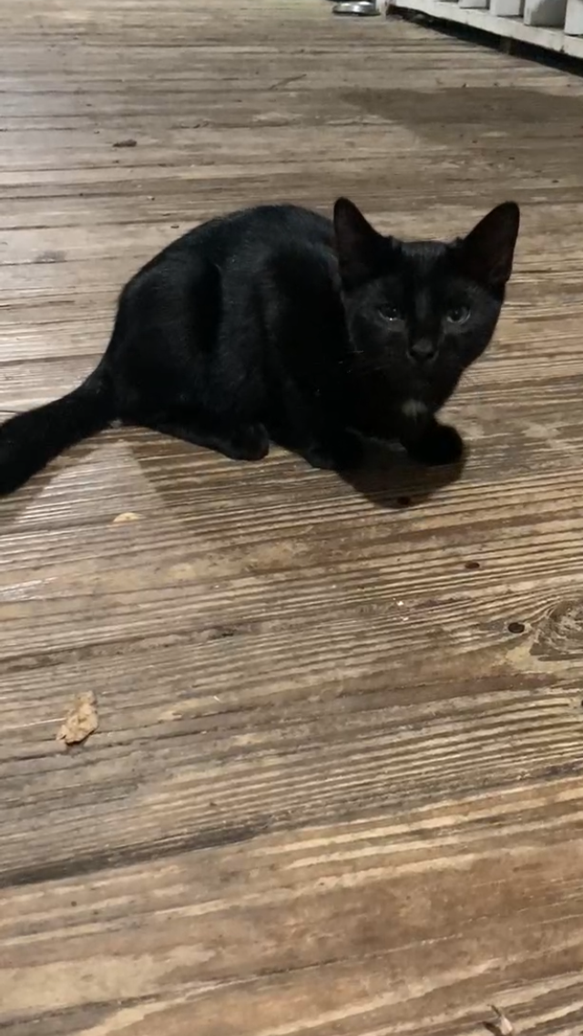 1 sweet black kitten looking for his furever home! image 3