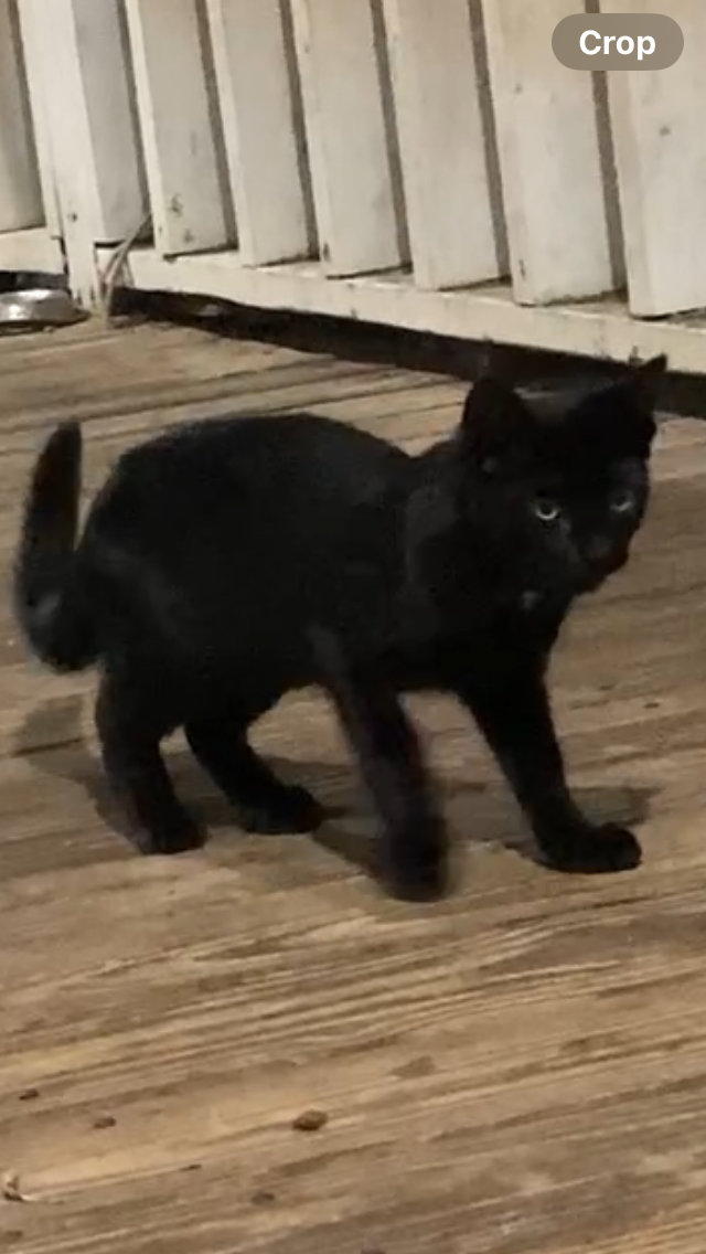 1 sweet black kitten looking for his furever home! image 6