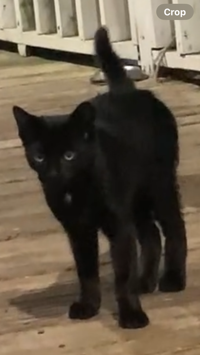 1 sweet black kitten looking for his furever home! image 4