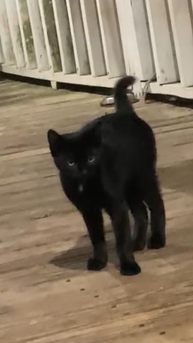 1 sweet black kitten looking for his furever home! image 7