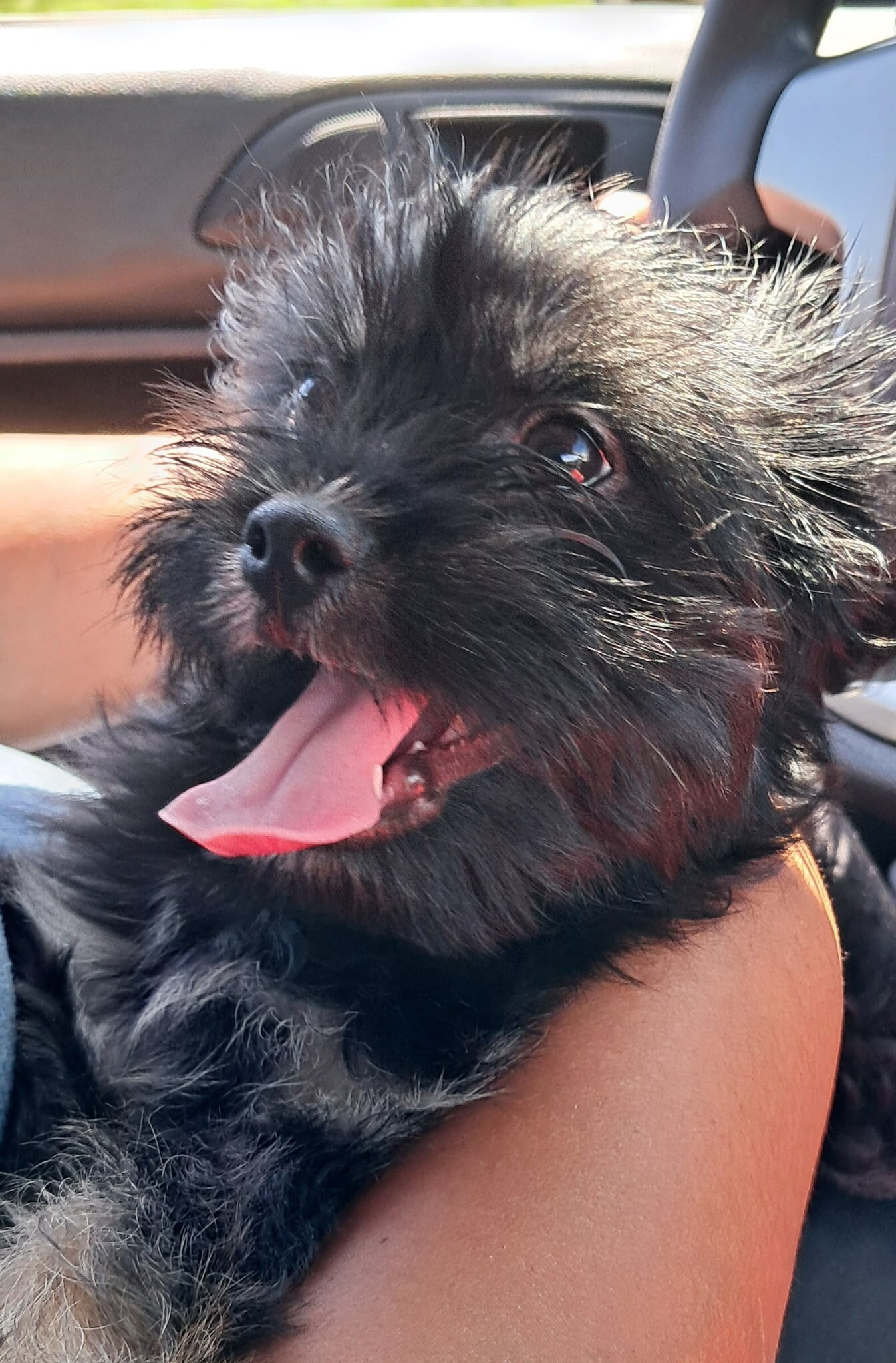 CHORKIE image 1