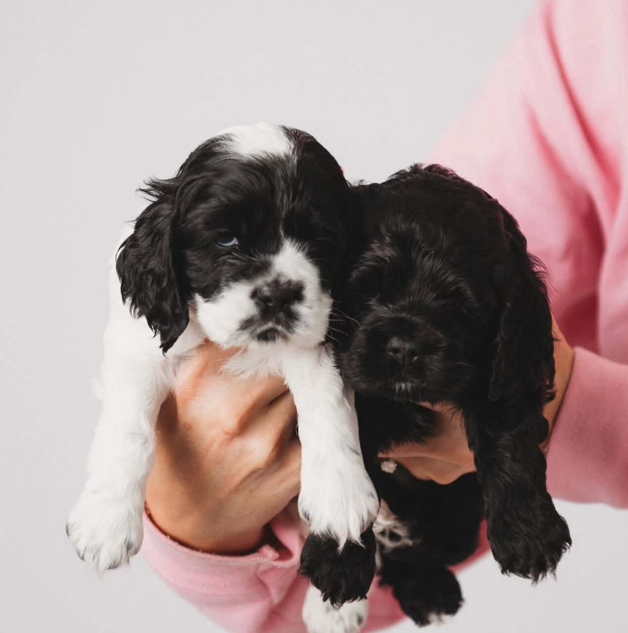 Stunning Cocker Spaniel Puppies Available image 4