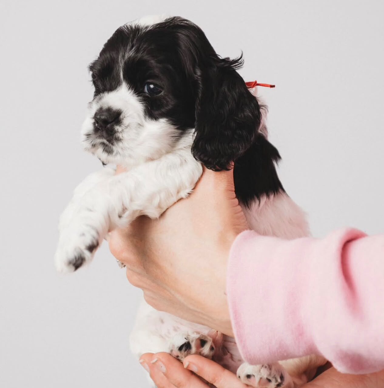 Stunning Cocker Spaniel Puppies Available image 2