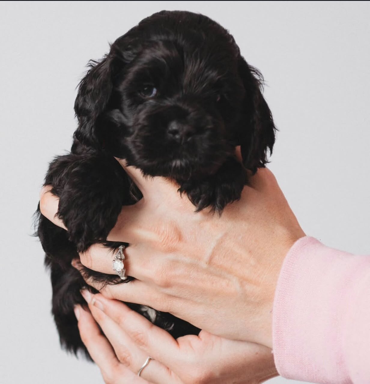 Stunning Cocker Spaniel Puppies Available image 3