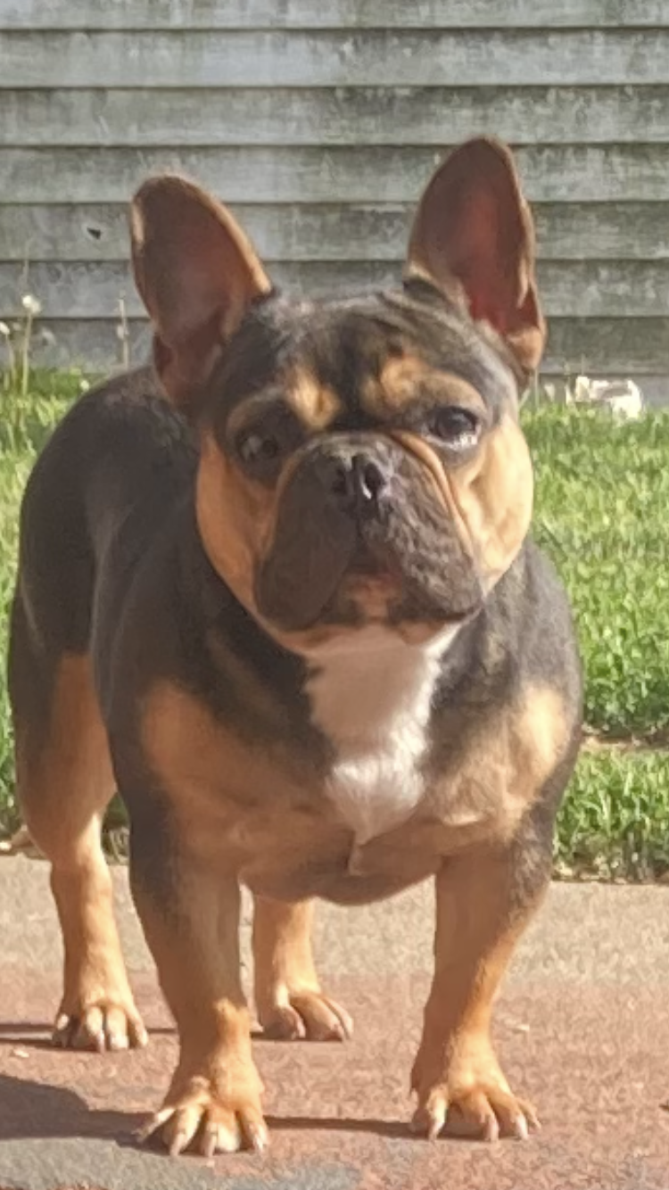 French Bulldog Pup image 2
