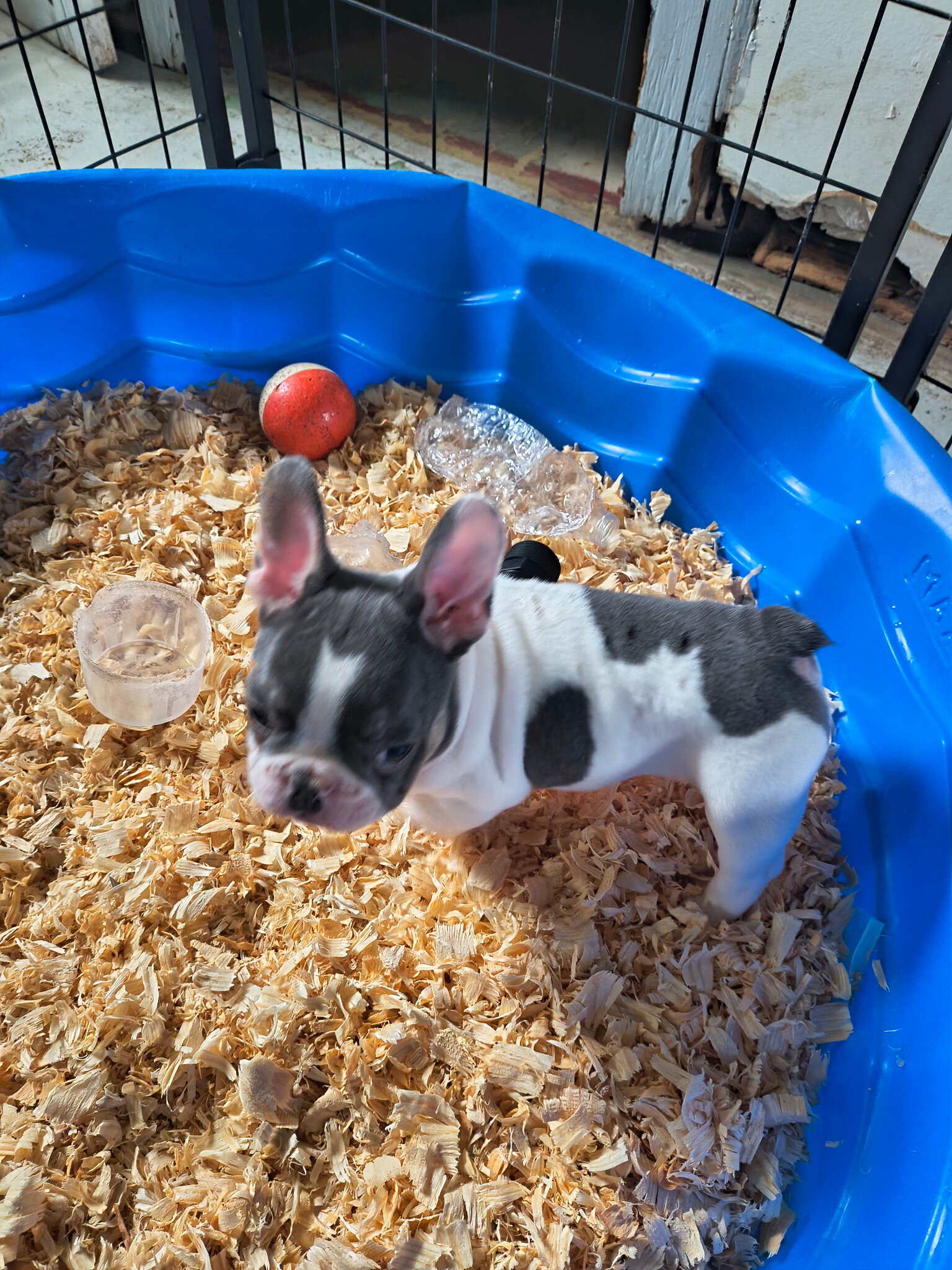 French Bulldog Pup image 1