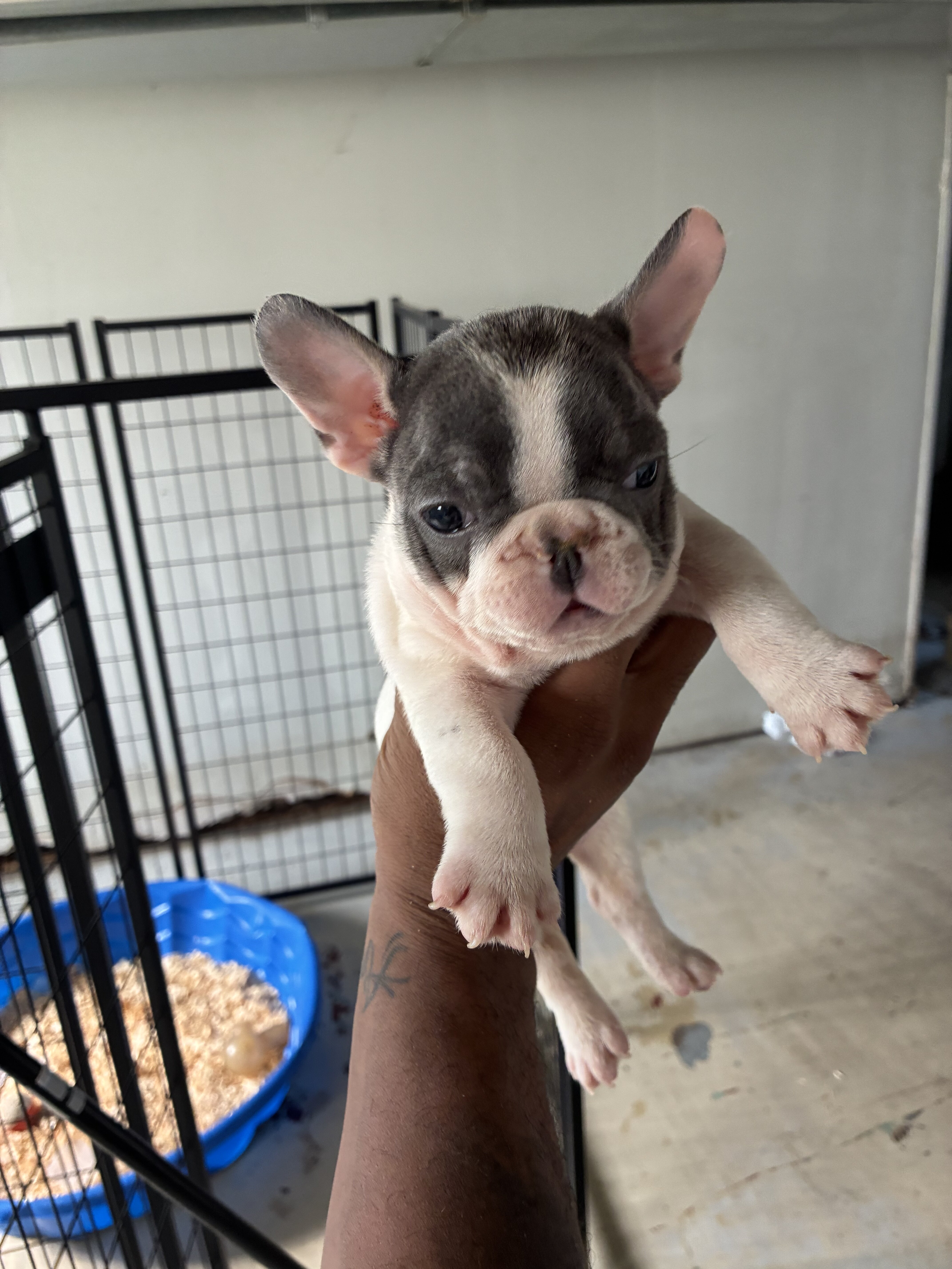 French Bulldog Pup image 4