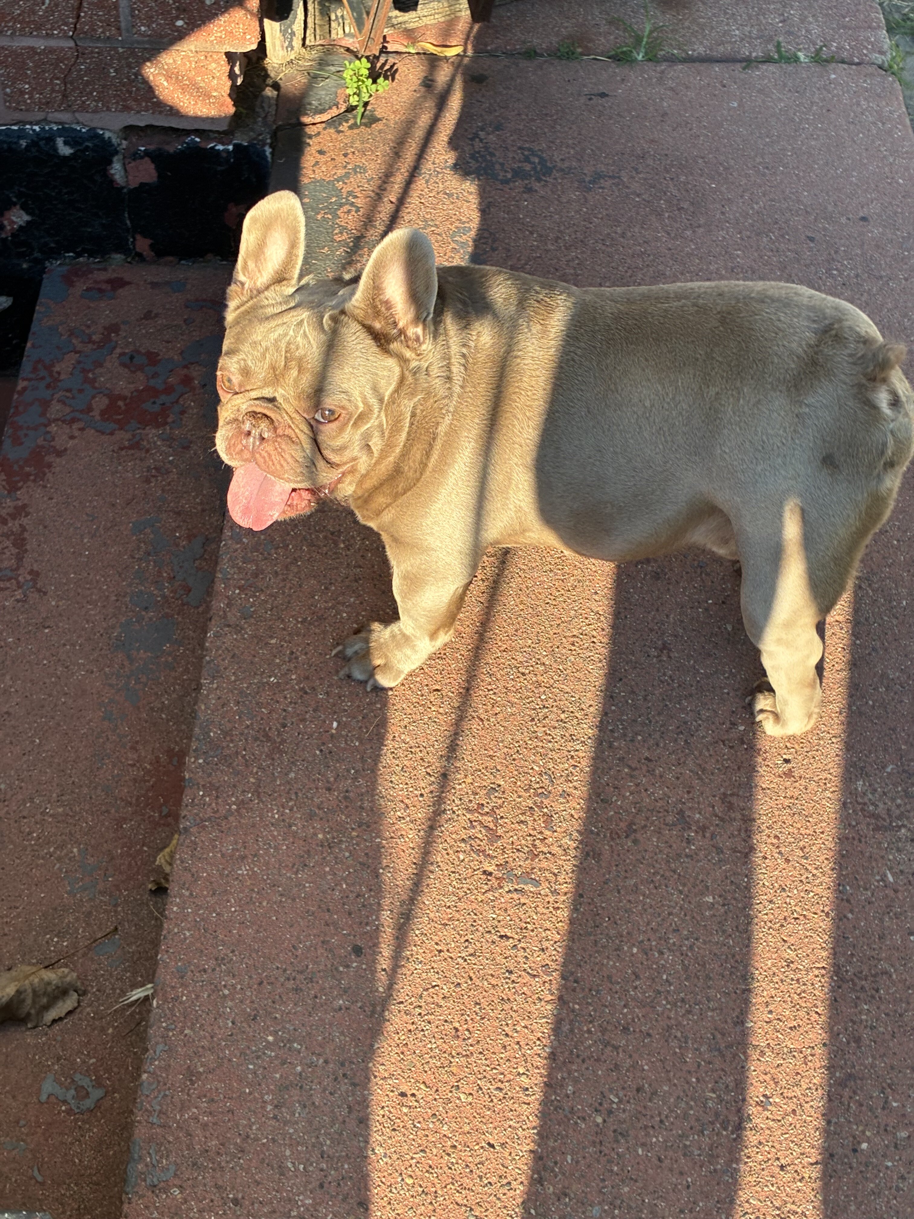 French Bulldog Pup image 3