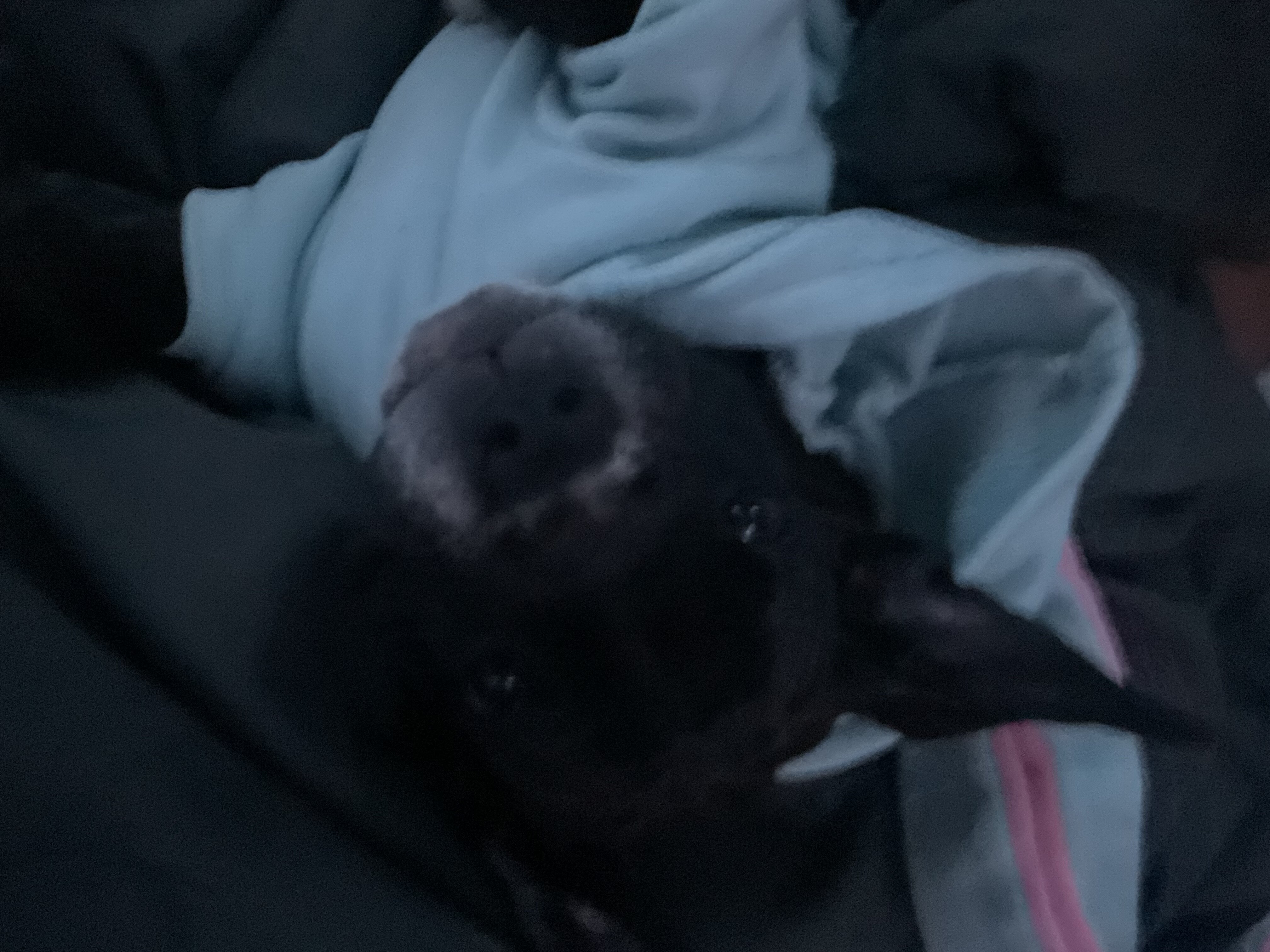 Cane corso mixed with pitbull image 3