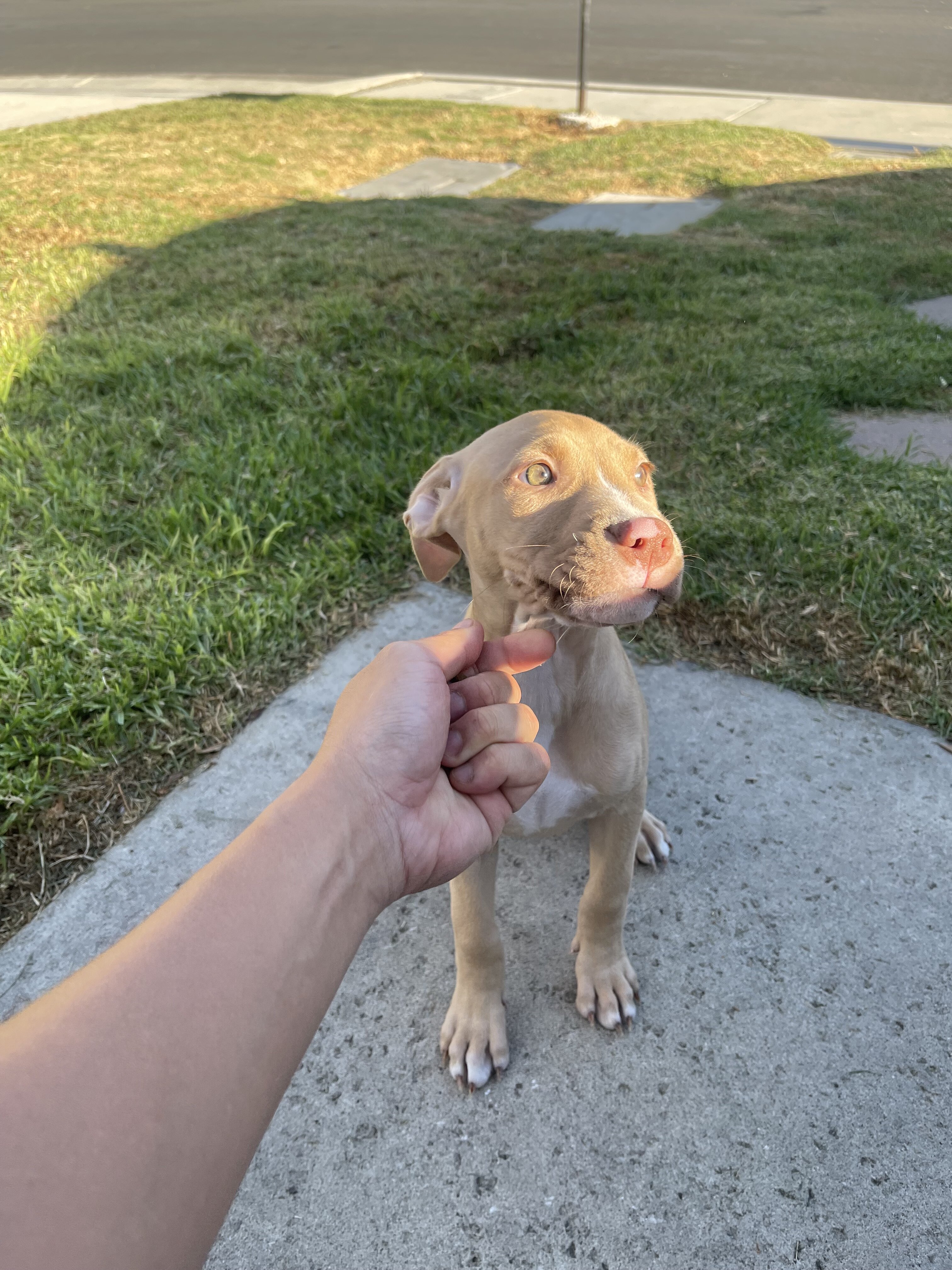 Red nose Pitbull Puppy UKC and ADBA image 4