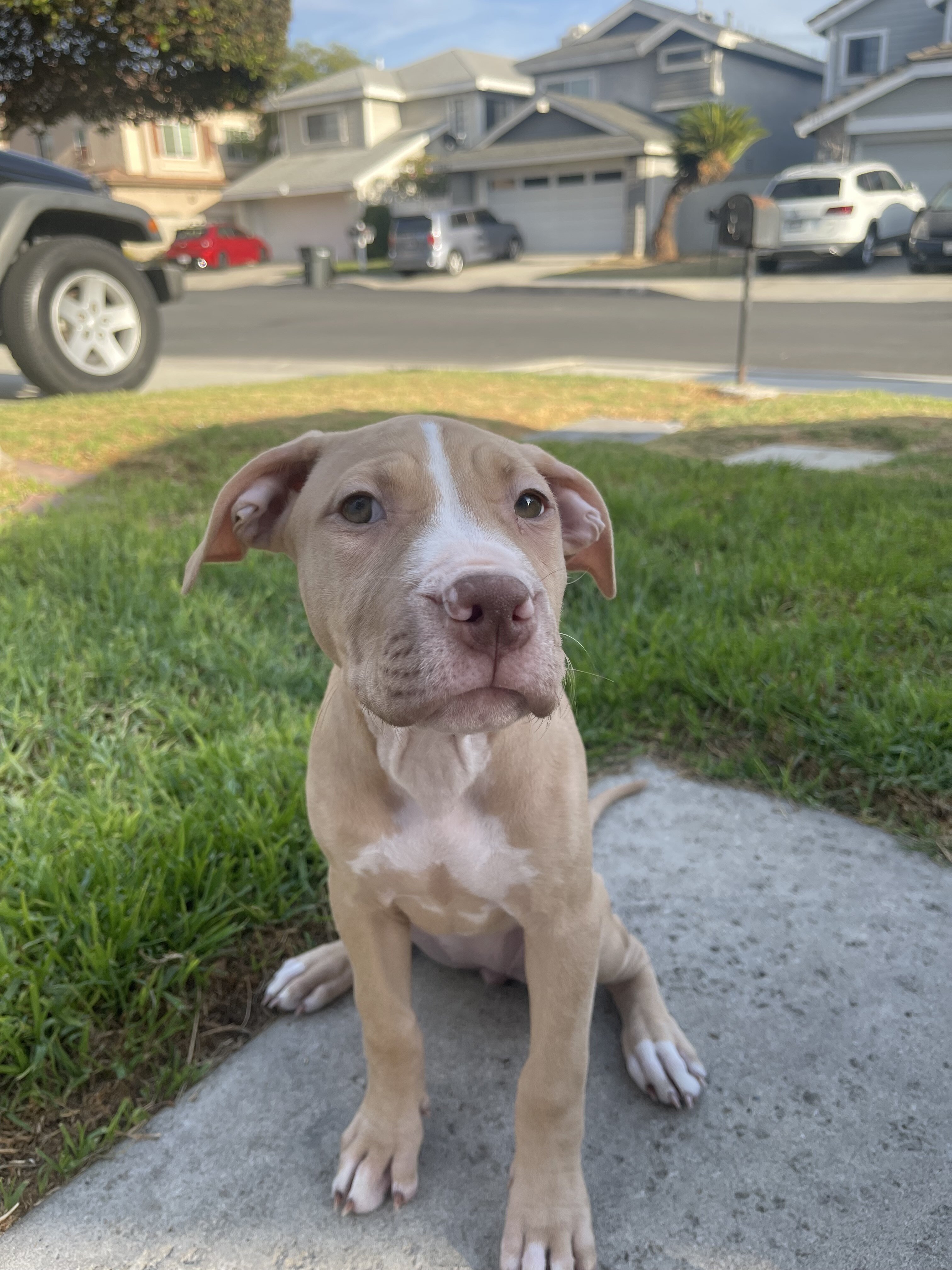 Red nose Pitbull Puppy UKC and ADBA image 3