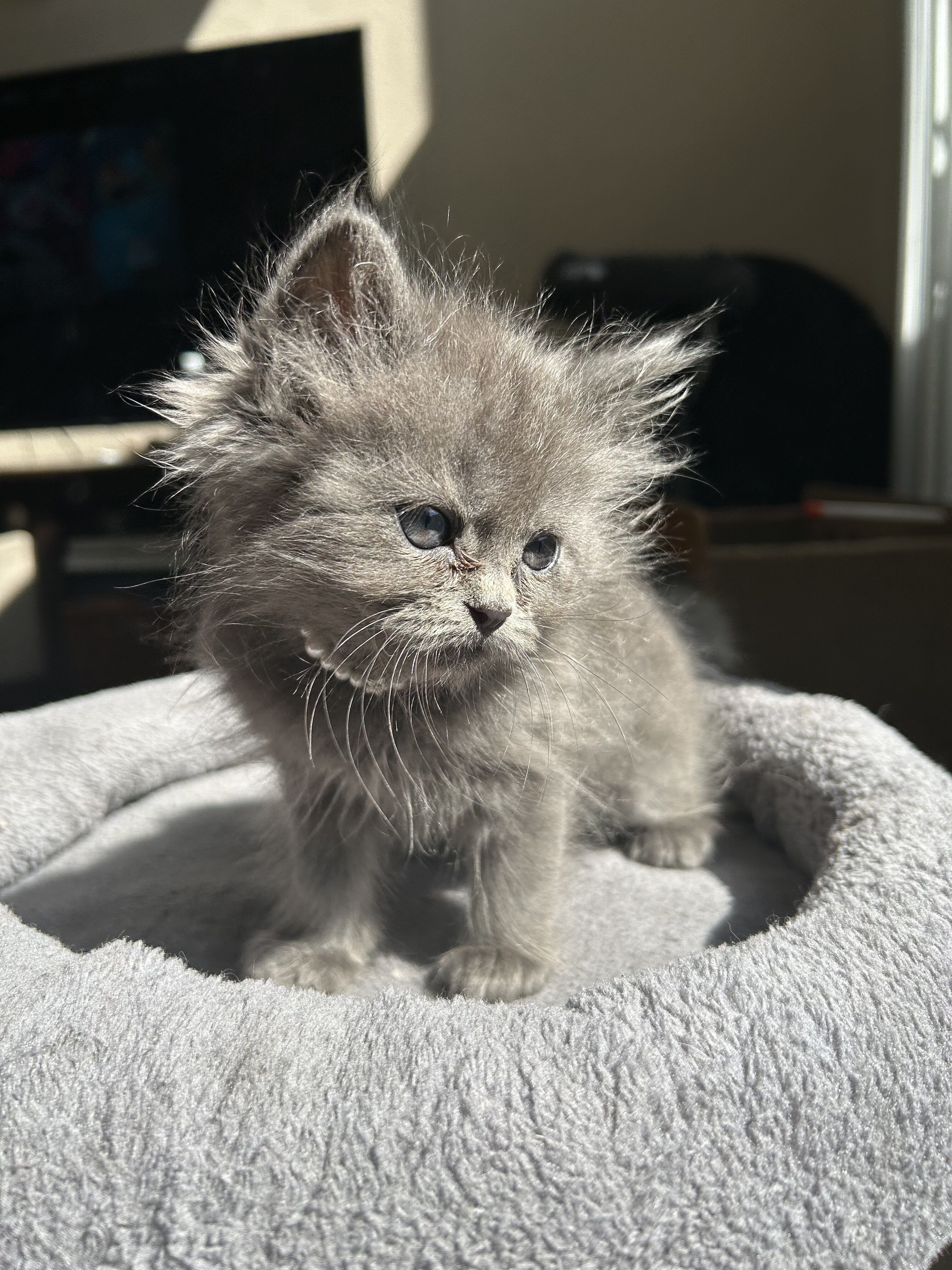 ""KITTENS" 1/2Himalayan 1/2 Blue Russian image 1