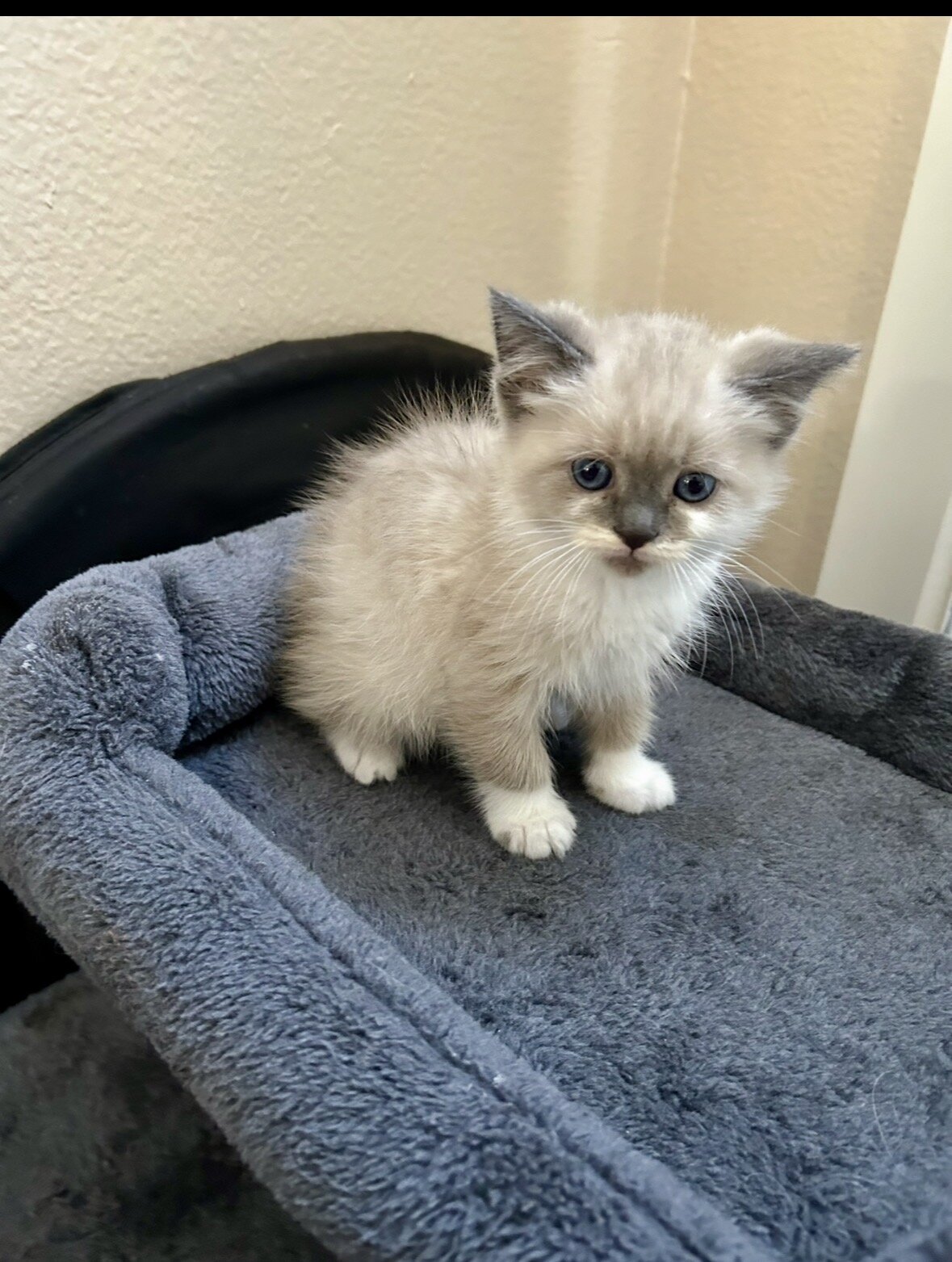 ""KITTENS" 1/2Himalayan 1/2 Blue Russian image 4