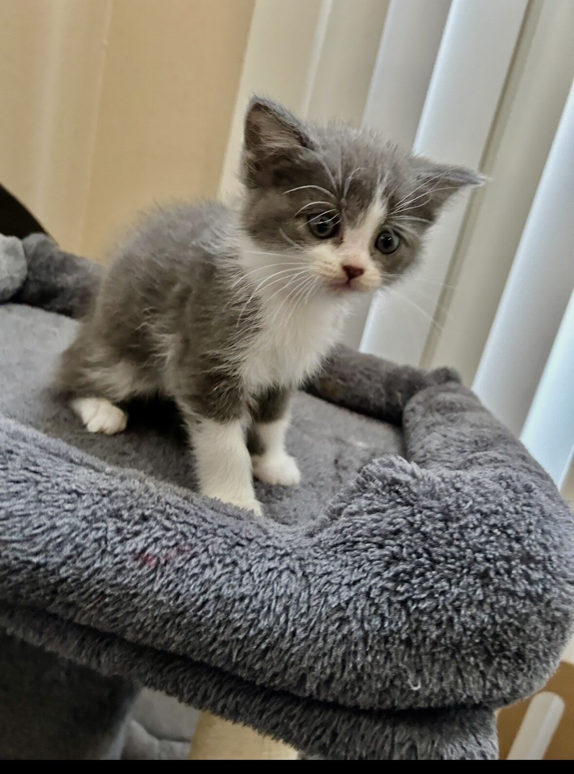 ""KITTENS" 1/2Himalayan 1/2 Blue Russian image 2