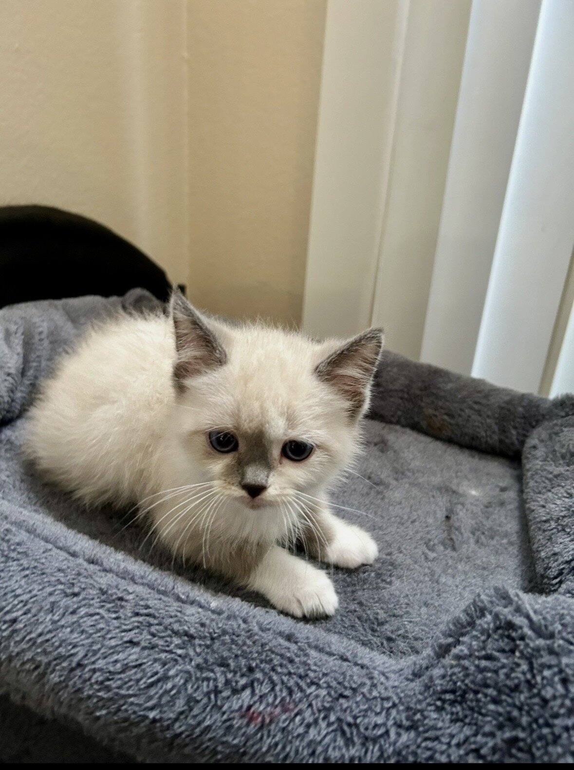 ""KITTENS" 1/2Himalayan 1/2 Blue Russian image 3