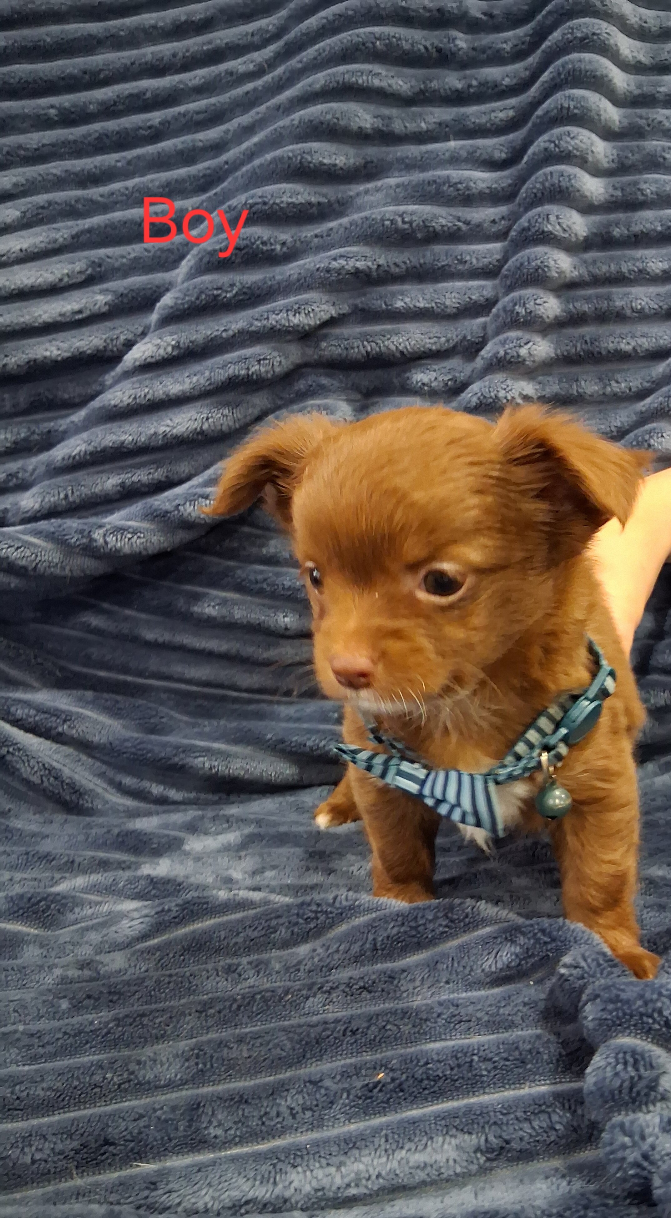 Long haired Chihuahua puppy image 5