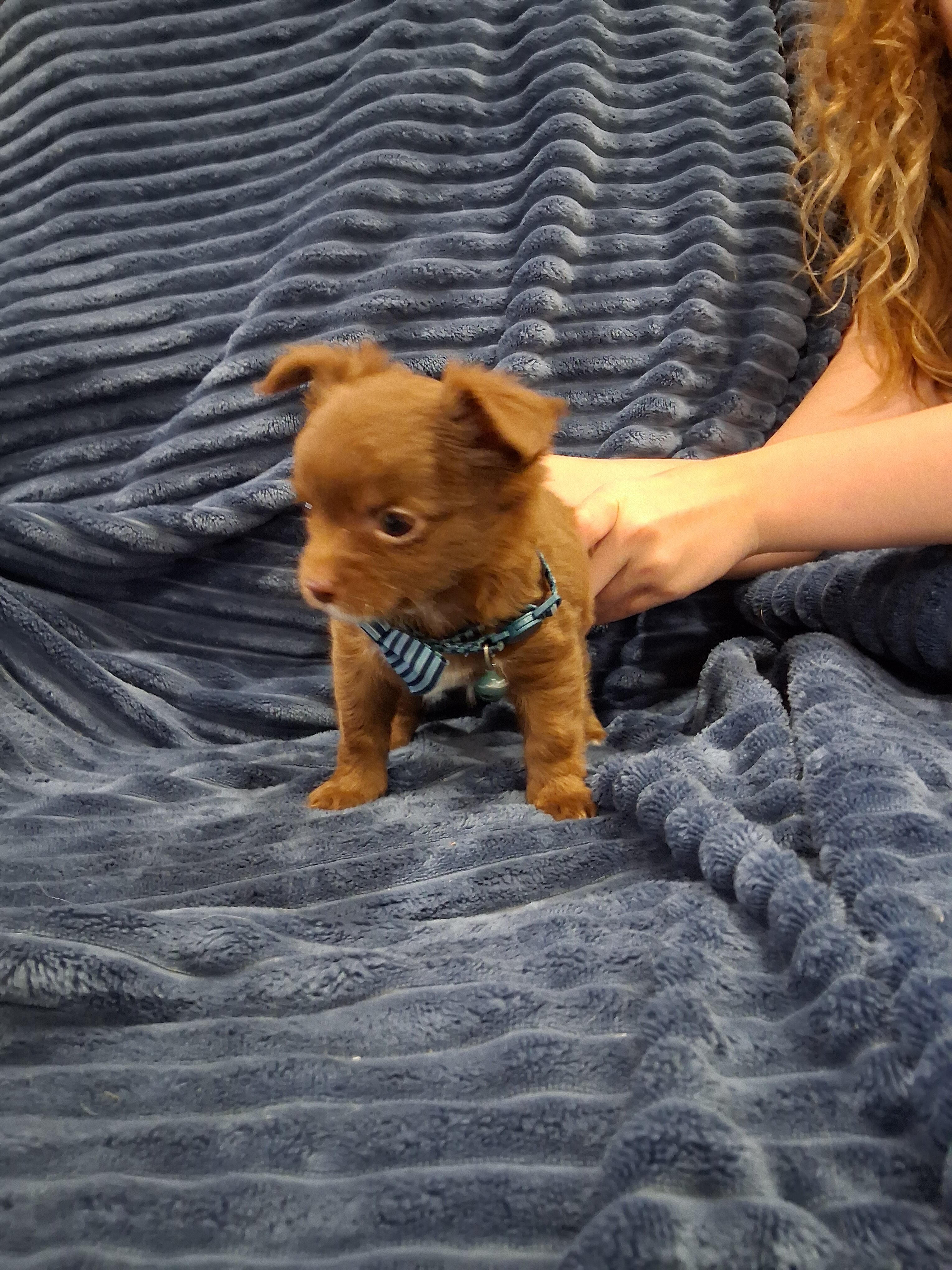 Long haired Chihuahua puppy image 7