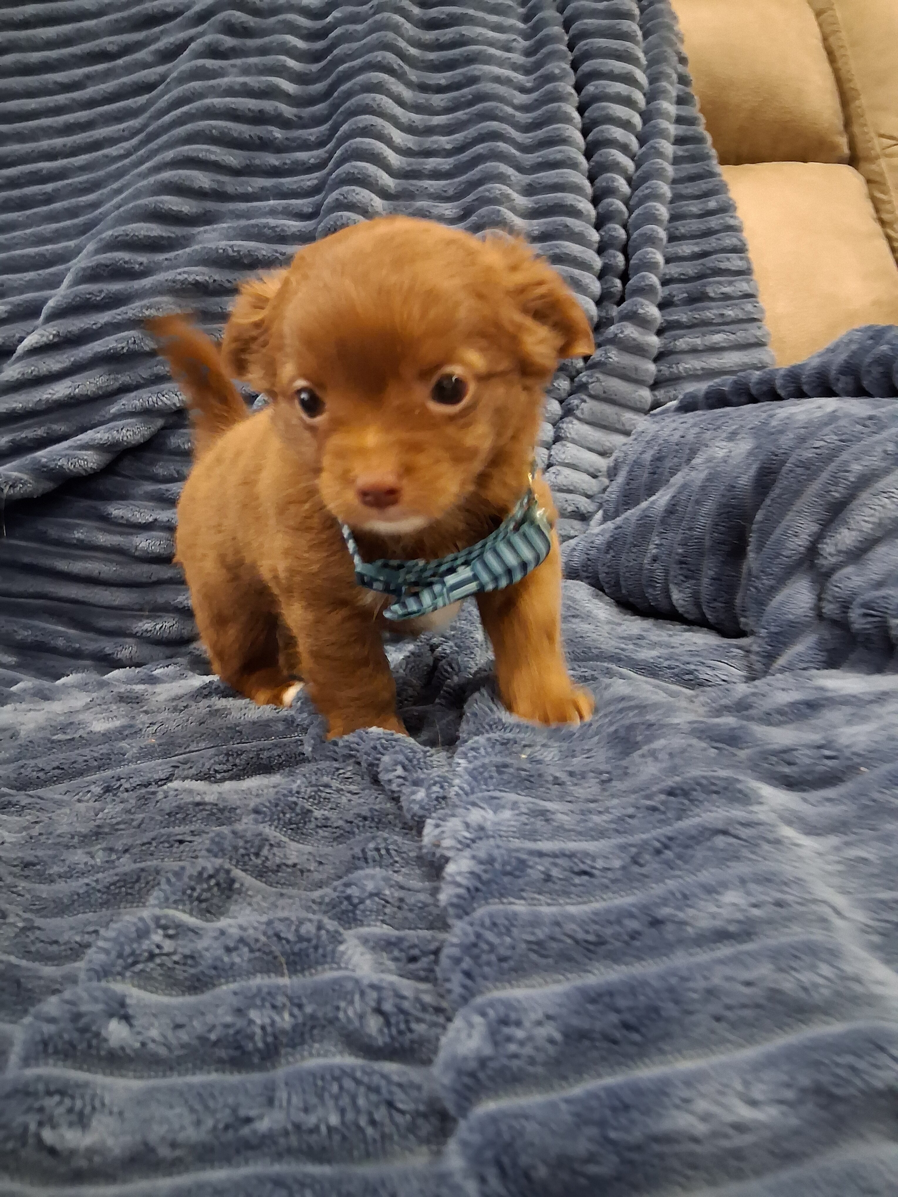 Long haired Chihuahua puppy image 6