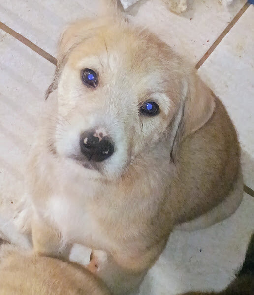 RUFFEE (German Shepherd Schnauzer) image 3