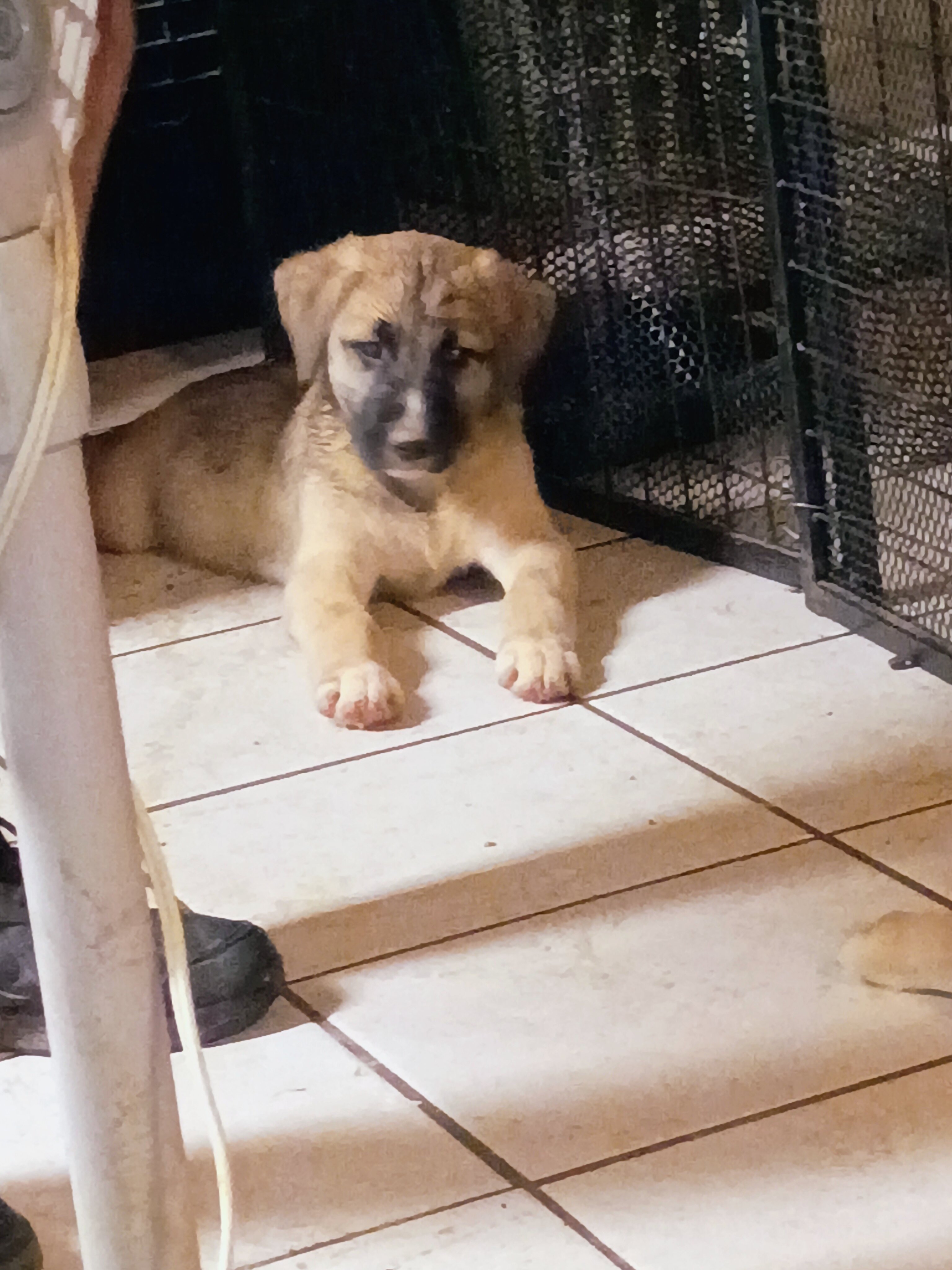 RUFFEE (German Shepherd Schnauzer) image 4