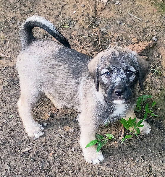RUFFEE (German Shepherd Schnauzer) image 5
