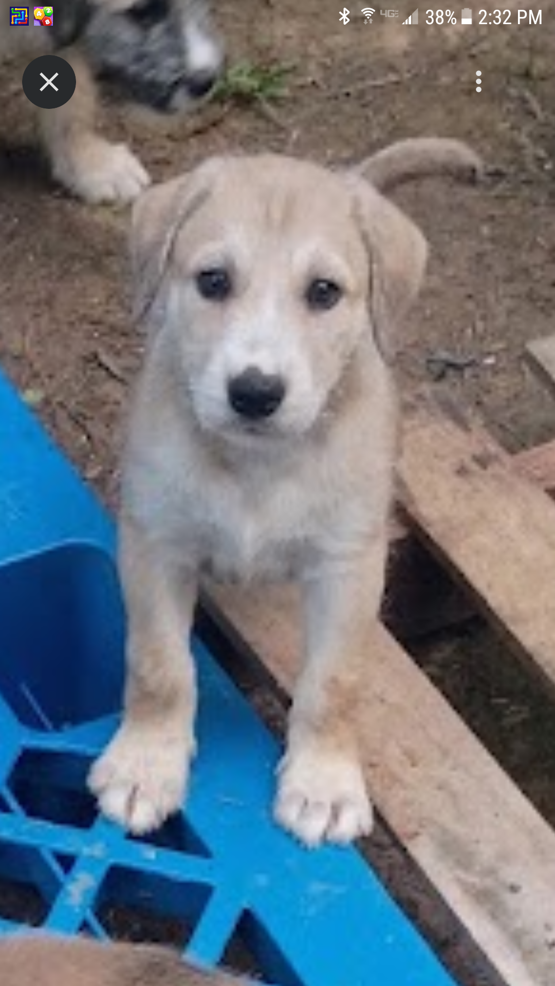 RUFFEE (German Shepherd Schnauzer) image 7