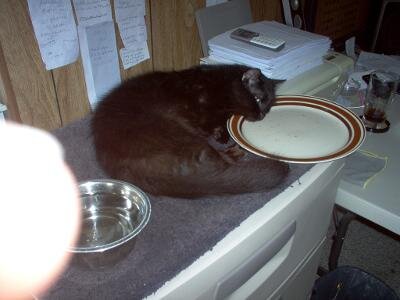 Cat, young female two to three years old. image 5