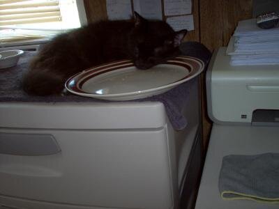 Cat, young female two to three years old. image 4