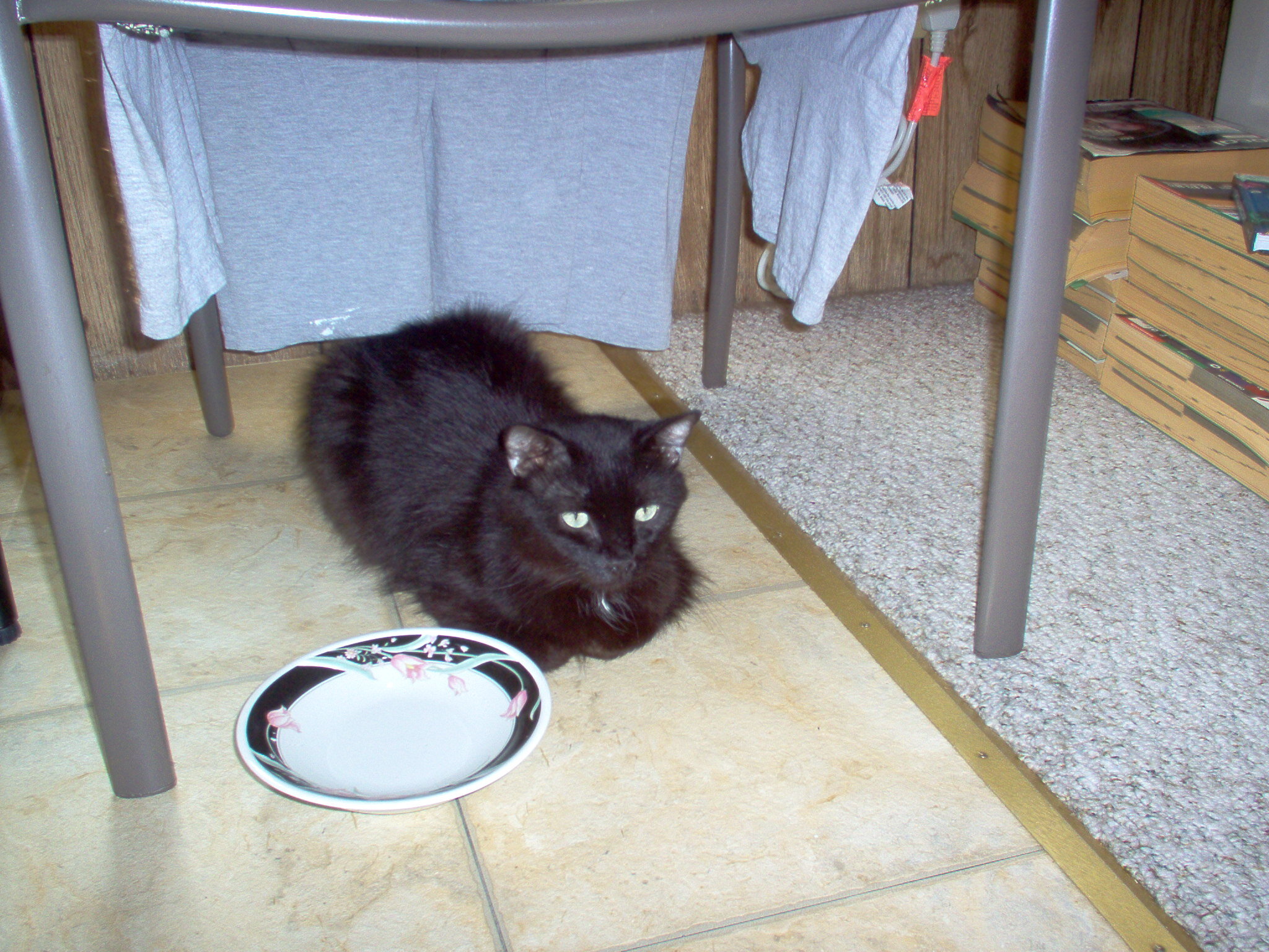 Cat, young female two to three years old. image 9