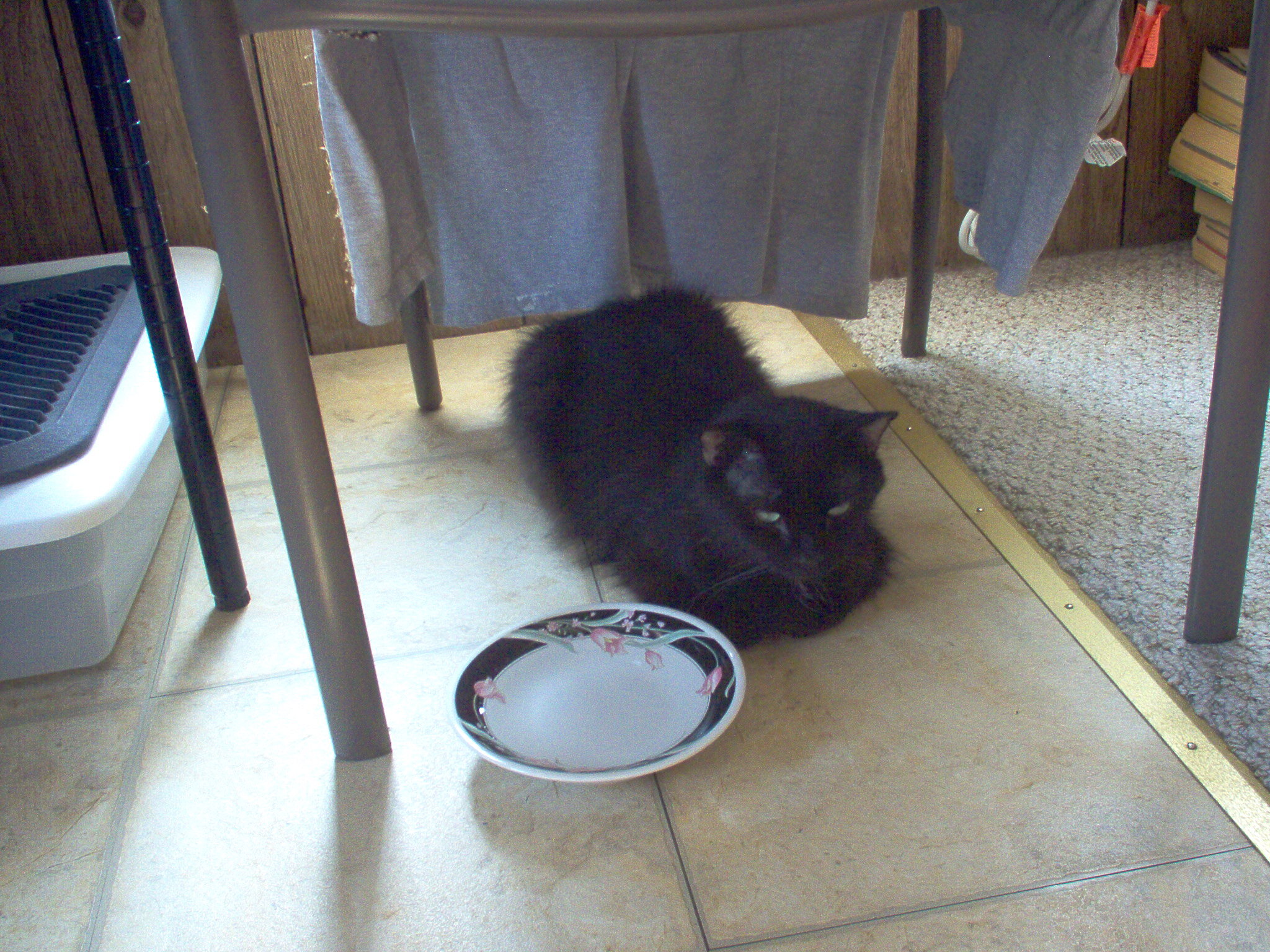 Cat, young female two to three years old. image 8